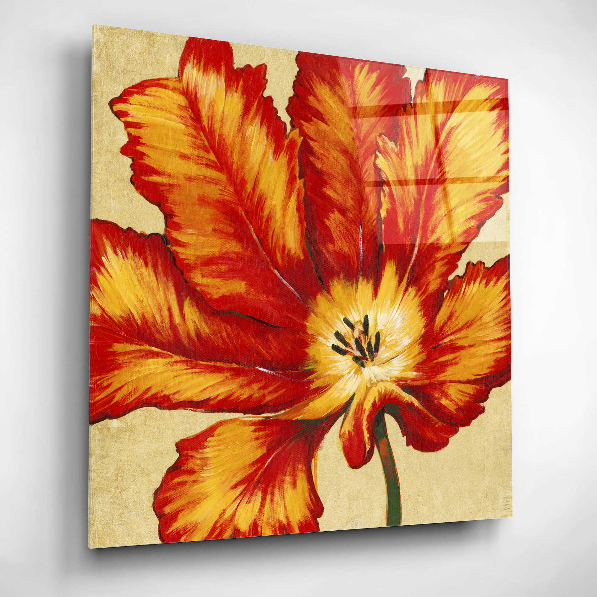 Epic Art 'Parrot Tulip II' by Tim O'Toole, Acrylic Glass Wall Art,12x12