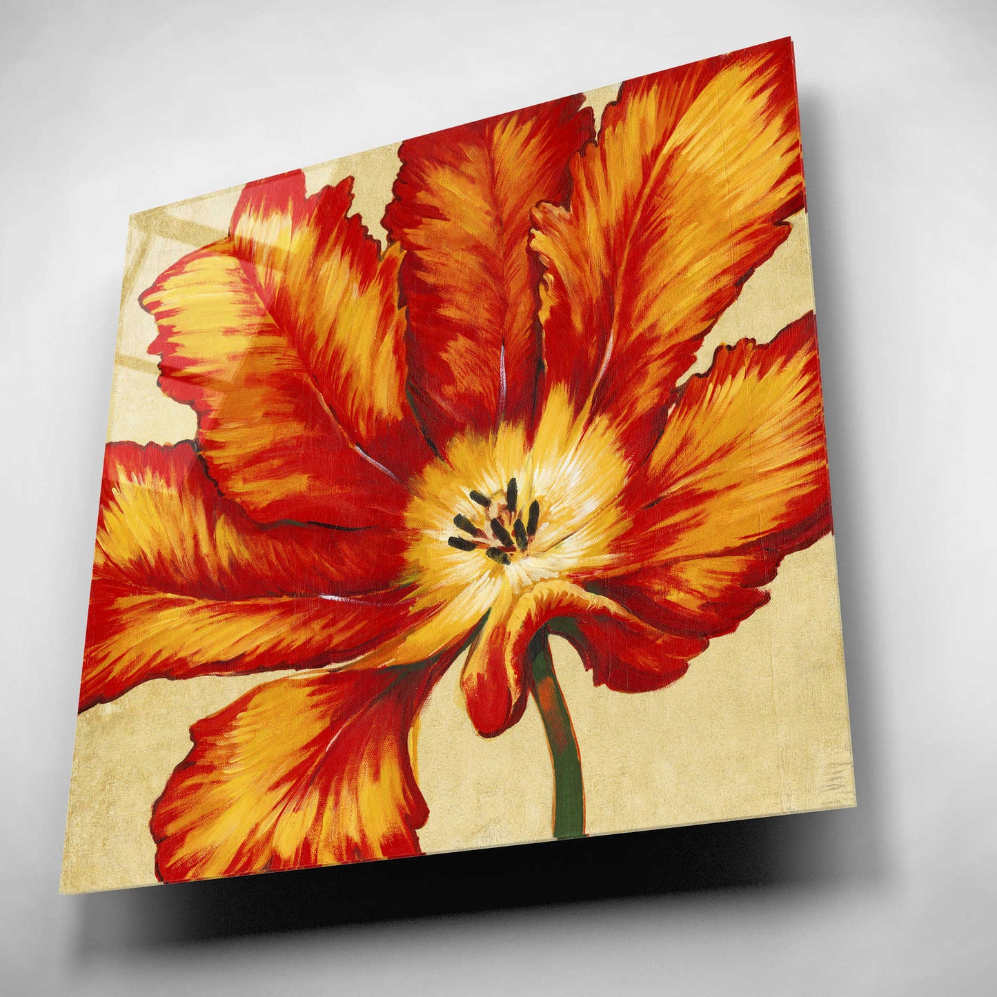 Epic Art 'Parrot Tulip II' by Tim O'Toole, Acrylic Glass Wall Art,12x12