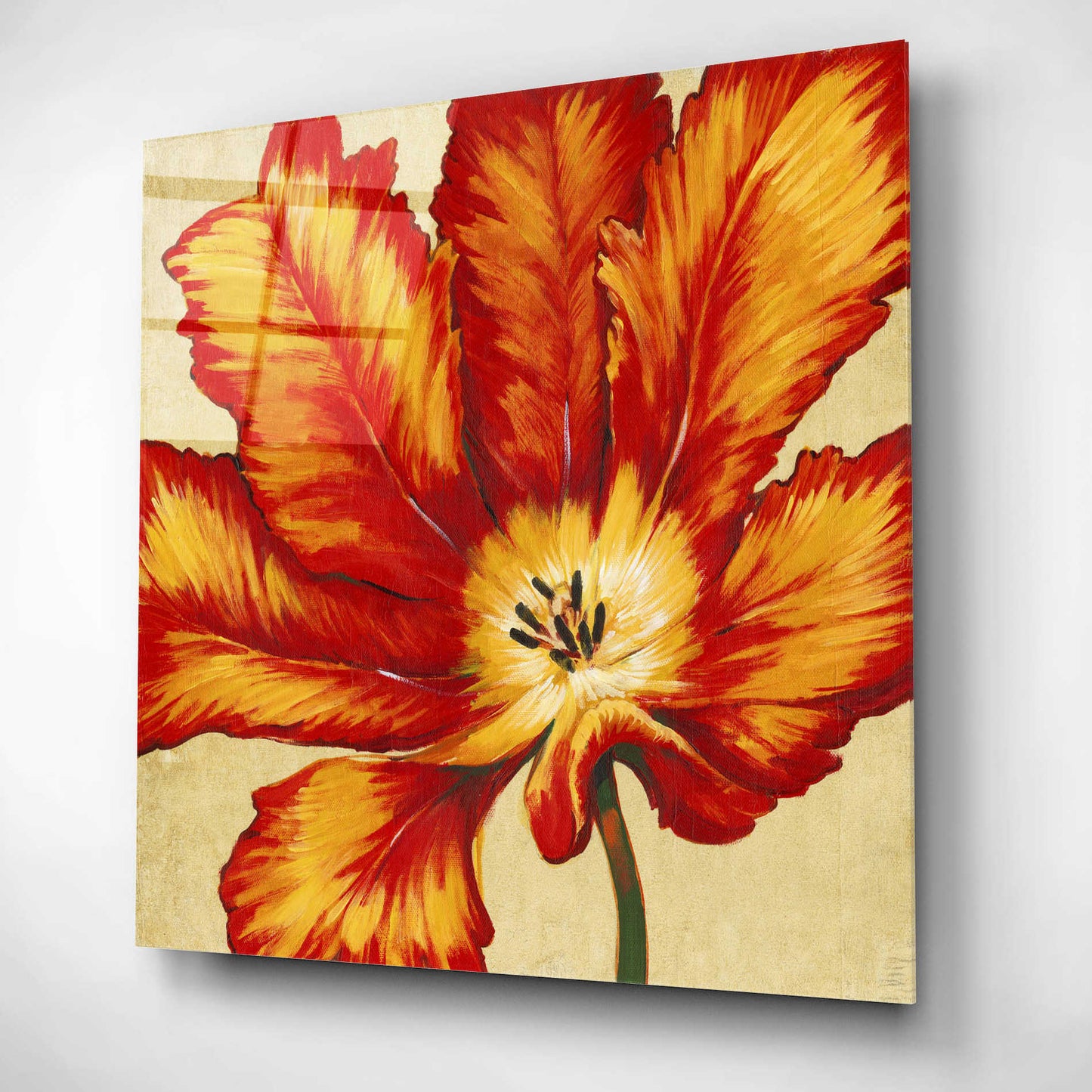 Epic Art 'Parrot Tulip II' by Tim O'Toole, Acrylic Glass Wall Art,12x12