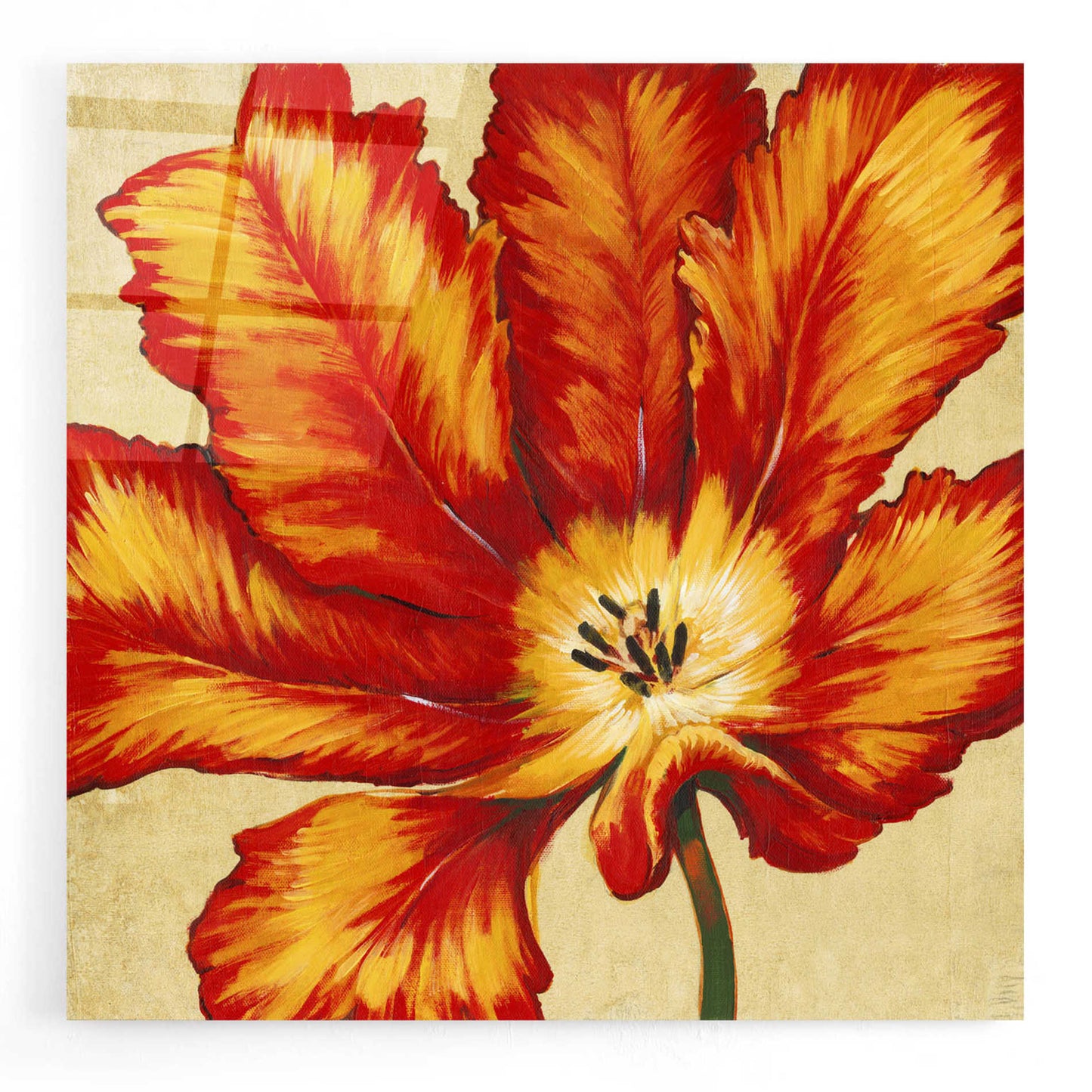 Epic Art 'Parrot Tulip II' by Tim O'Toole, Acrylic Glass Wall Art,24x24