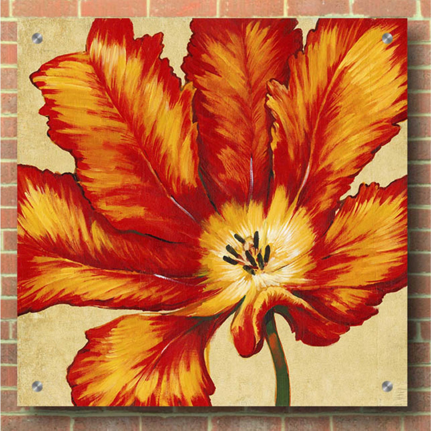 Epic Art 'Parrot Tulip II' by Tim O'Toole, Acrylic Glass Wall Art,36x36