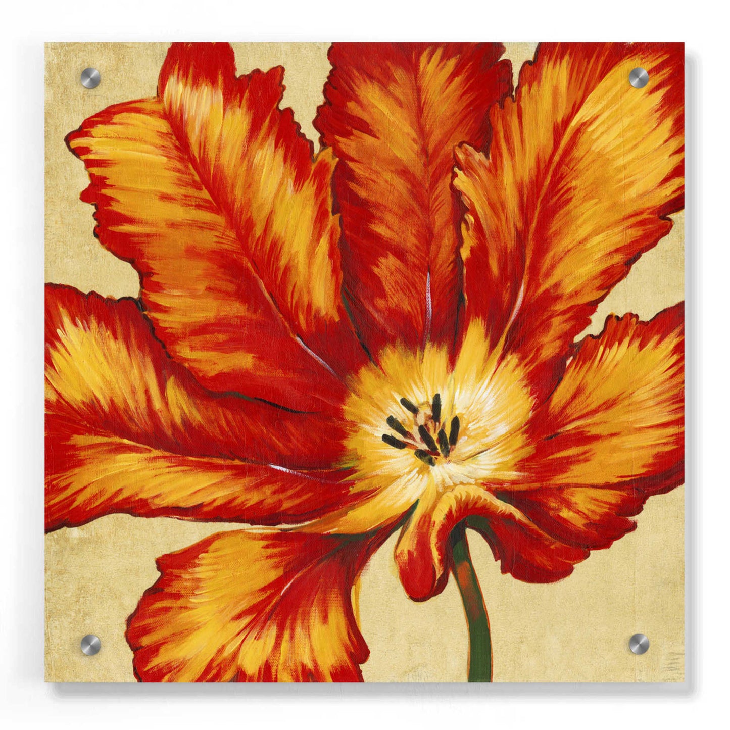 Epic Art 'Parrot Tulip II' by Tim O'Toole, Acrylic Glass Wall Art,36x36