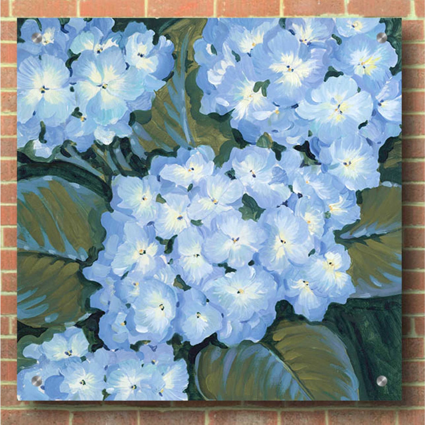 Epic Art 'Blue Hydrangeas I' by Tim O'Toole, Acrylic Glass Wall Art,36x36