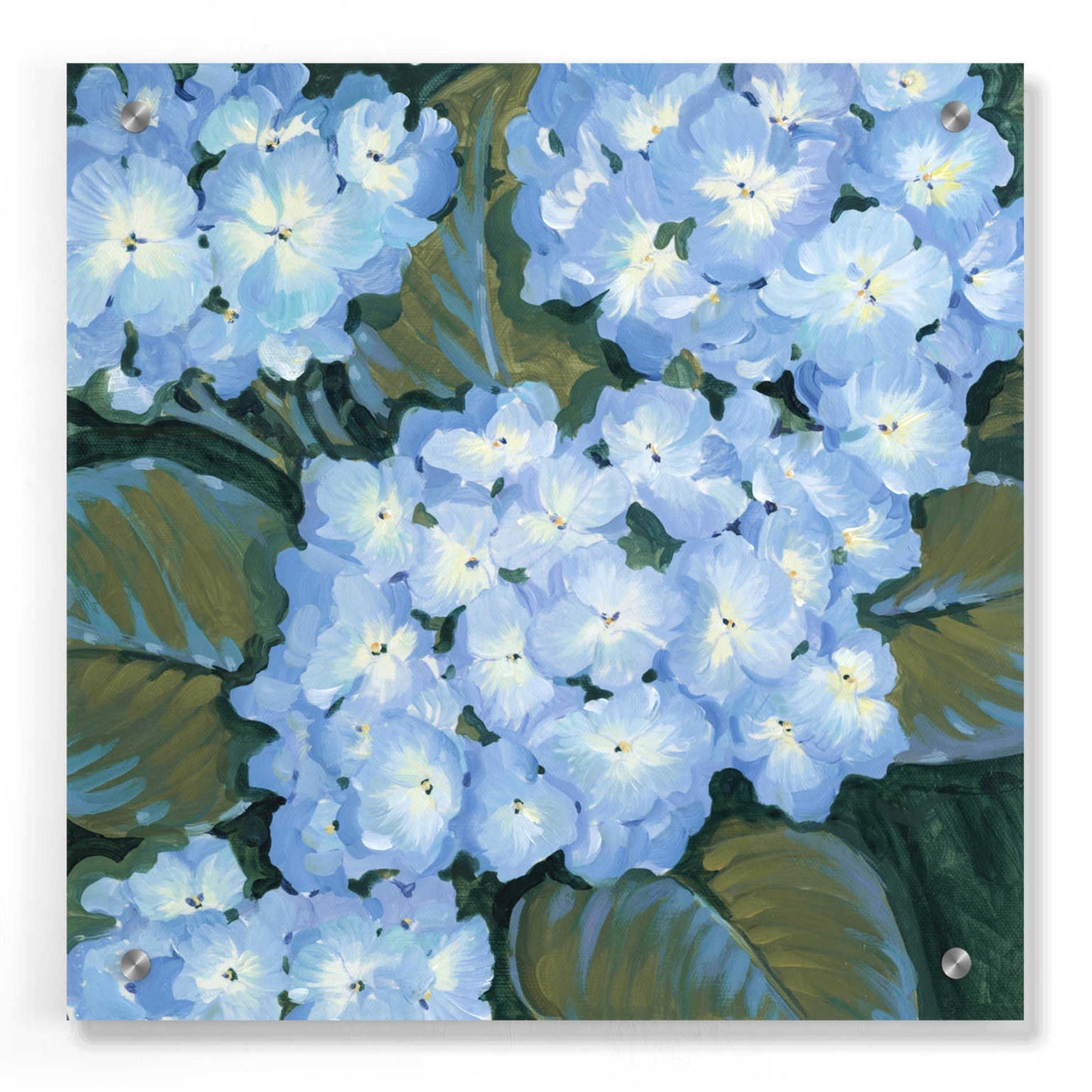 Epic Art 'Blue Hydrangeas I' by Tim O'Toole, Acrylic Glass Wall Art,36x36
