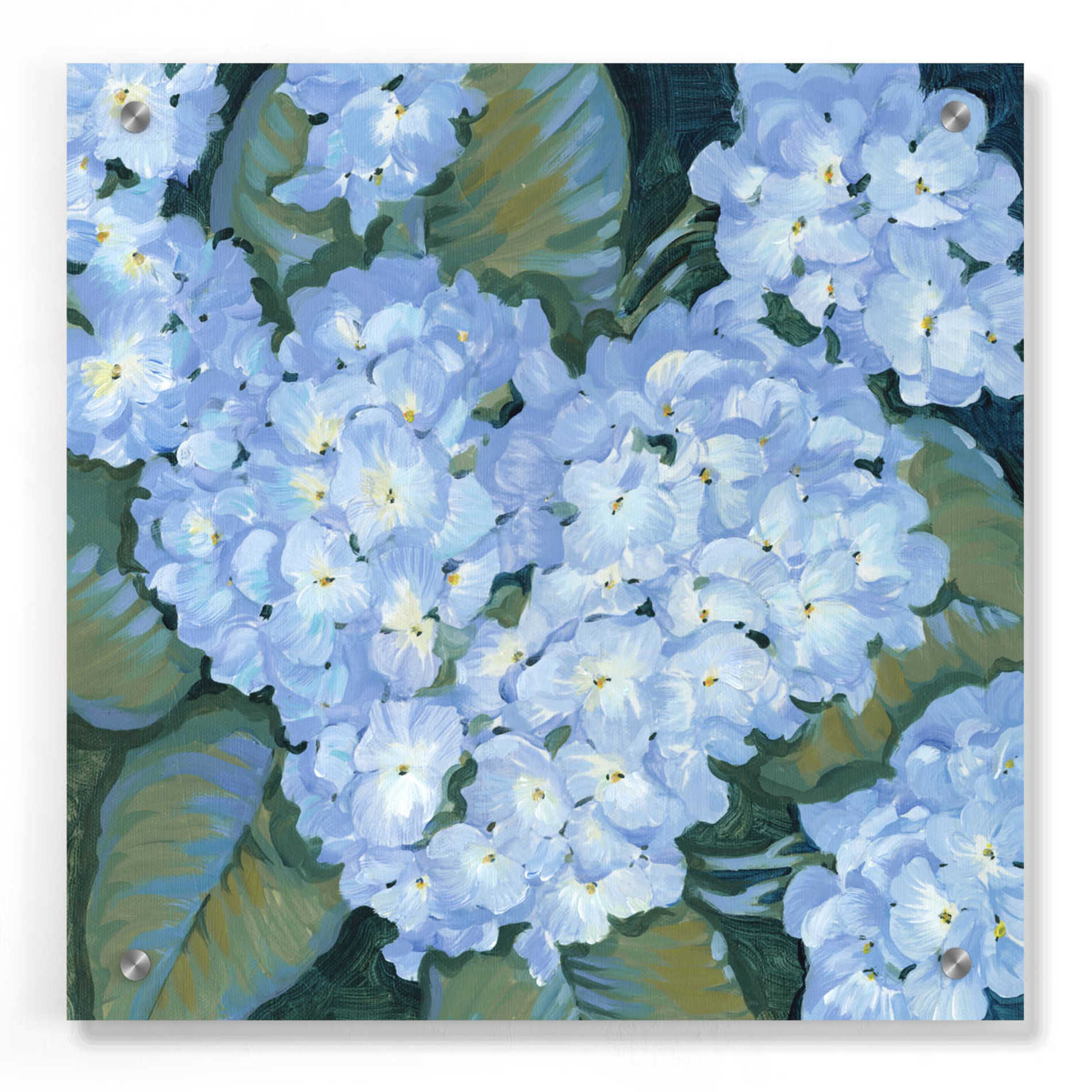 Epic Art 'Blue Hydrangeas II' by Tim O'Toole, Acrylic Glass Wall Art,36x36