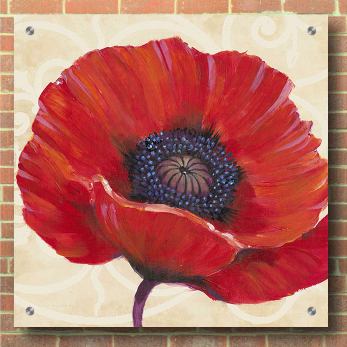 Epic Art 'Red Poppy I' by Tim O'Toole, Acrylic Glass Wall Art,36x36