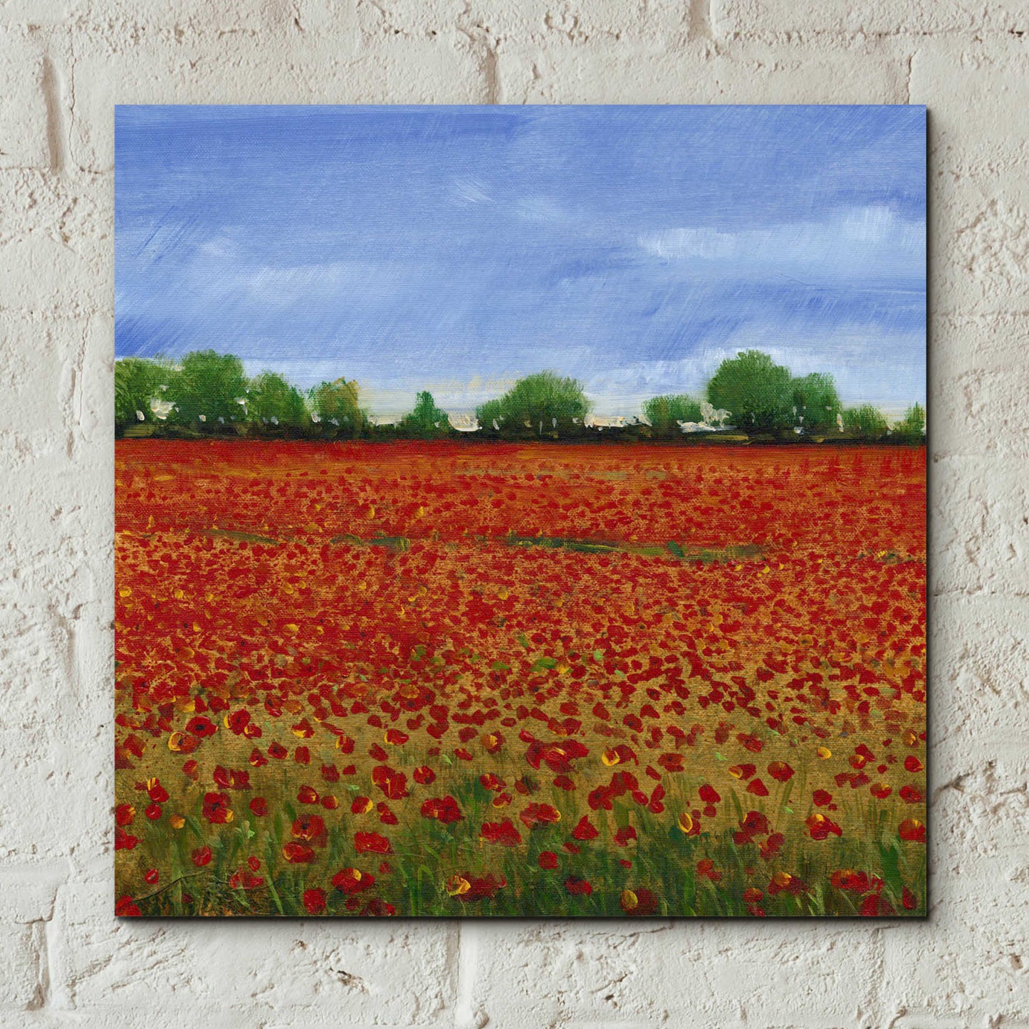 Epic Art 'Field of Poppies I' by Tim O'Toole, Acrylic Glass Wall Art,12x12