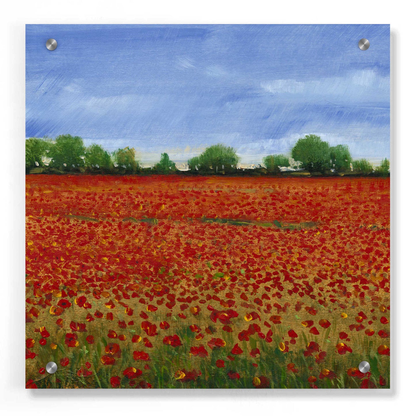 Epic Art 'Field of Poppies I' by Tim O'Toole, Acrylic Glass Wall Art,36x36