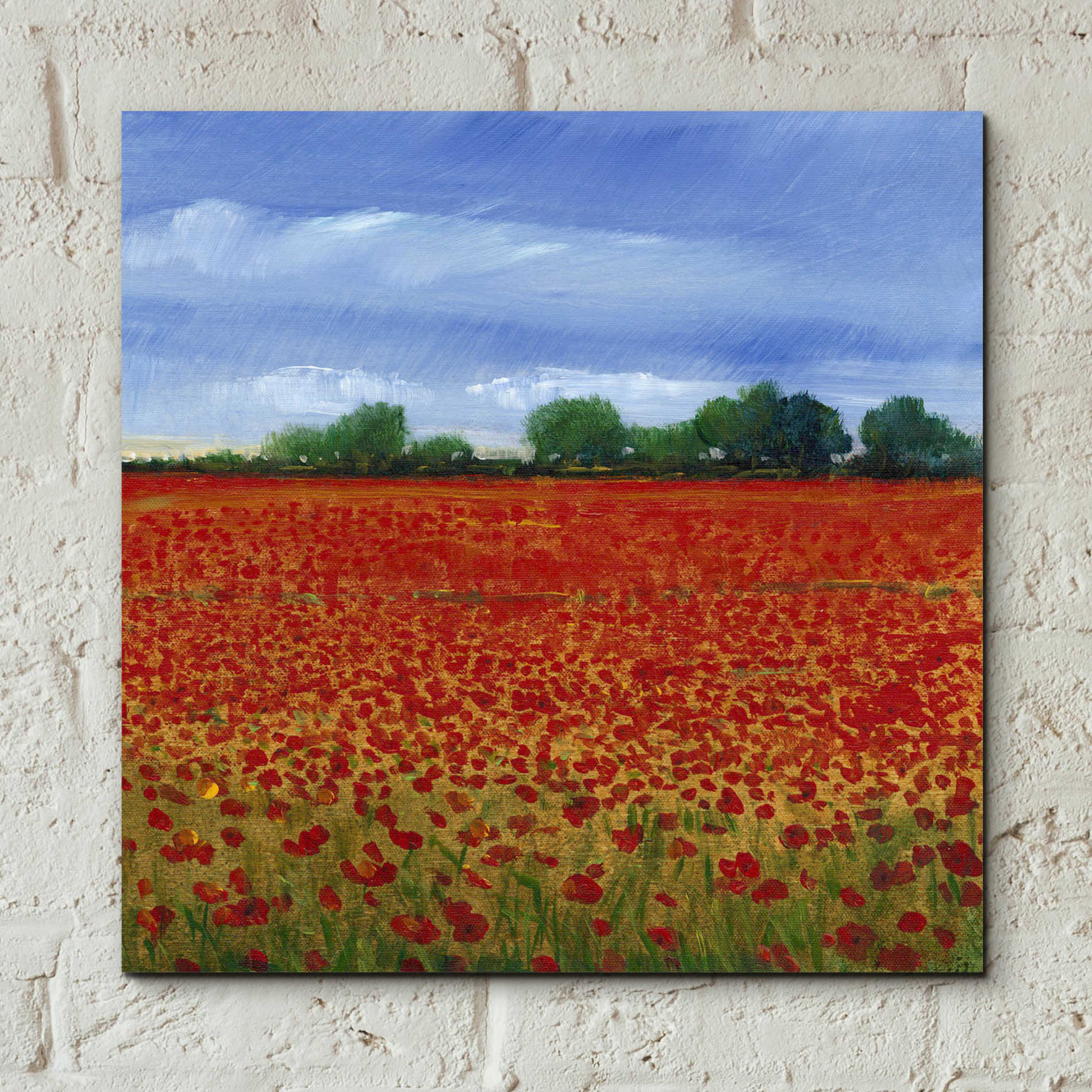 Epic Art 'Field of Poppies II' by Tim O'Toole, Acrylic Glass Wall Art,12x12