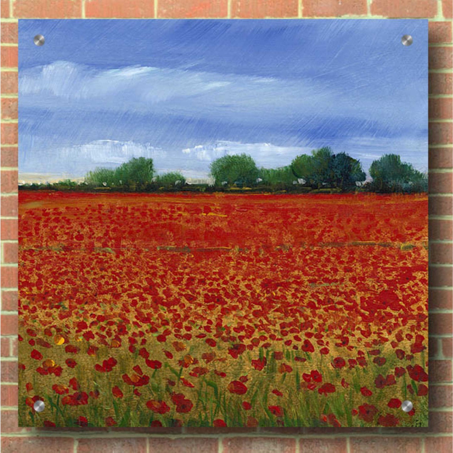 Epic Art 'Field of Poppies II' by Tim O'Toole, Acrylic Glass Wall Art,36x36