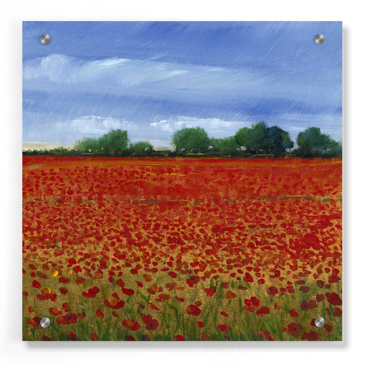 Epic Art 'Field of Poppies II' by Tim O'Toole, Acrylic Glass Wall Art,36x36