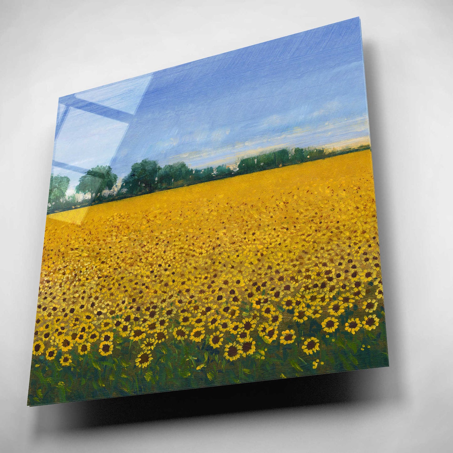 Epic Art 'Field of Sunflowers I' by Tim O'Toole, Acrylic Glass Wall Art,12x12