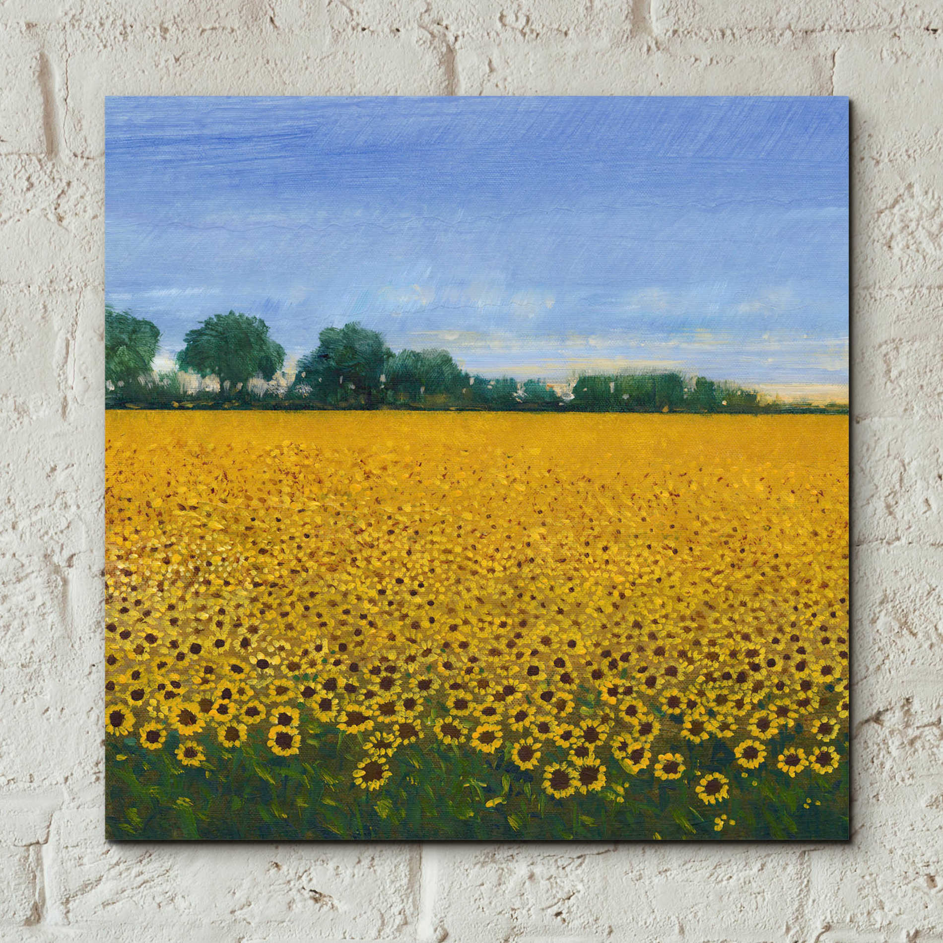 Epic Art 'Field of Sunflowers I' by Tim O'Toole, Acrylic Glass Wall Art,12x12