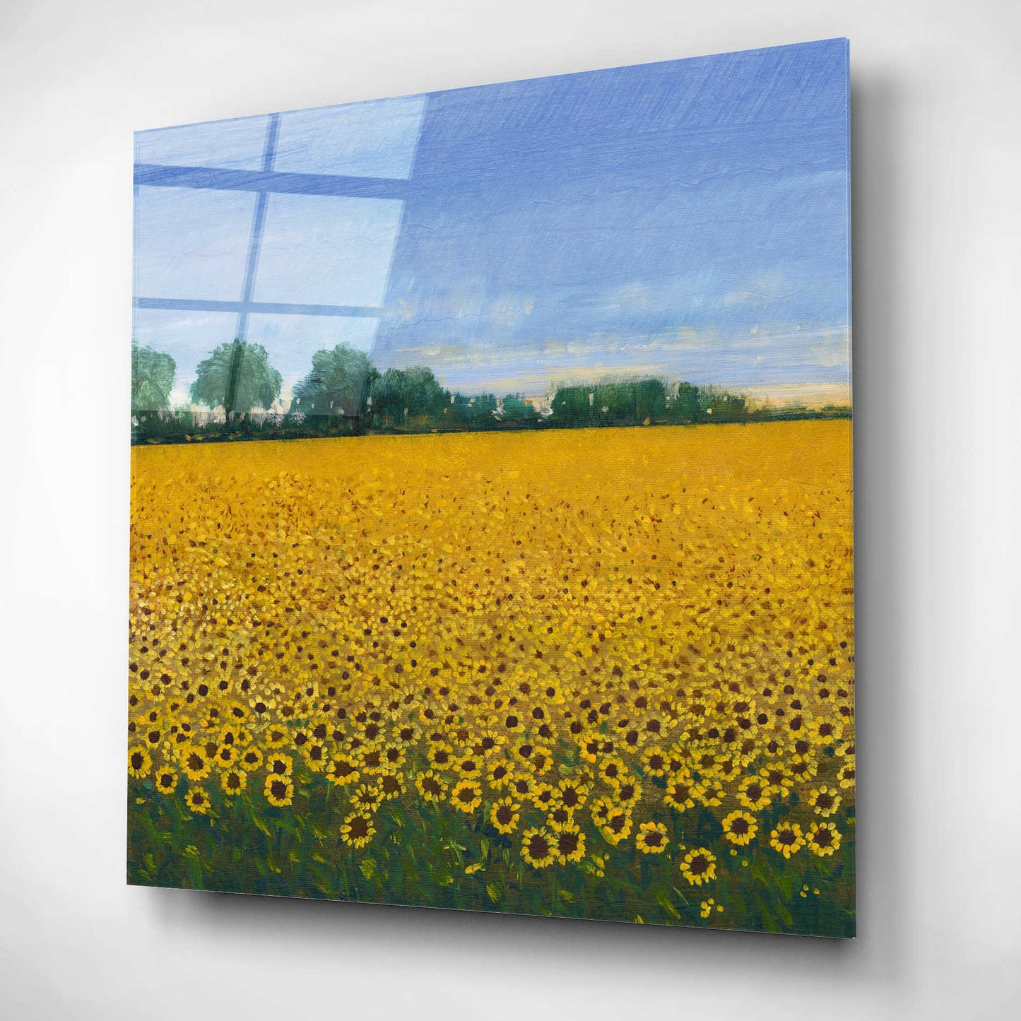 Epic Art 'Field of Sunflowers I' by Tim O'Toole, Acrylic Glass Wall Art,12x12