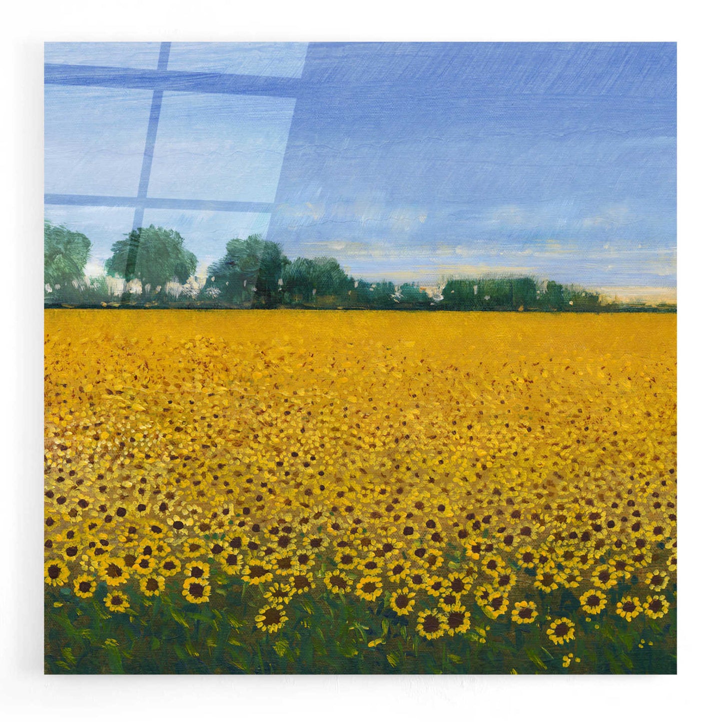 Epic Art 'Field of Sunflowers I' by Tim O'Toole, Acrylic Glass Wall Art,24x24