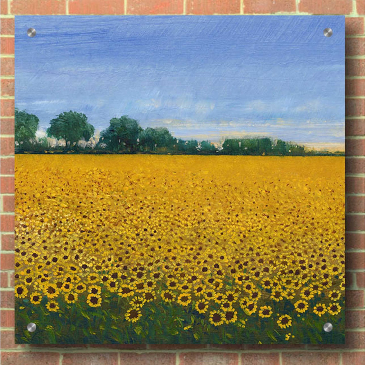 Epic Art 'Field of Sunflowers I' by Tim O'Toole, Acrylic Glass Wall Art,36x36