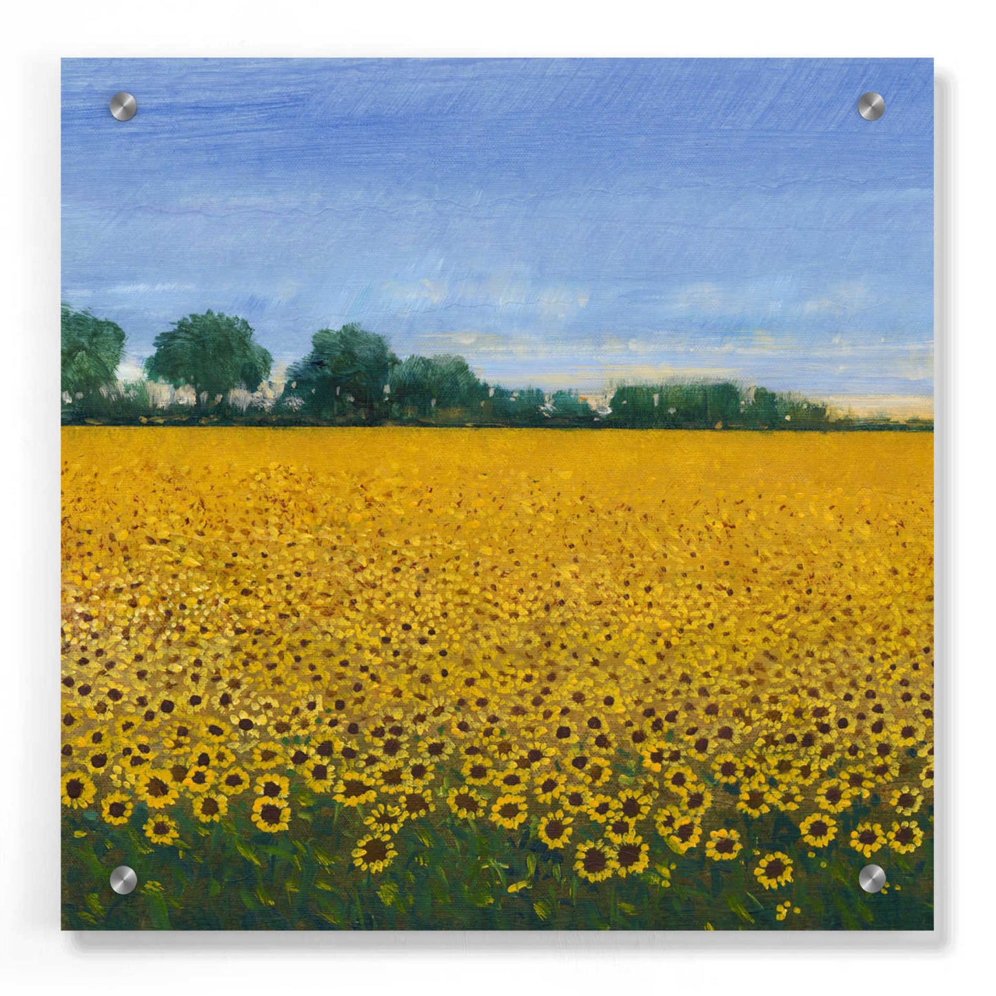 Epic Art 'Field of Sunflowers I' by Tim O'Toole, Acrylic Glass Wall Art,36x36