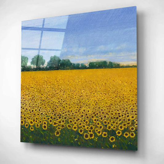 Epic Art 'Field of Sunflowers I' by Tim O'Toole, Acrylic Glass Wall Art
