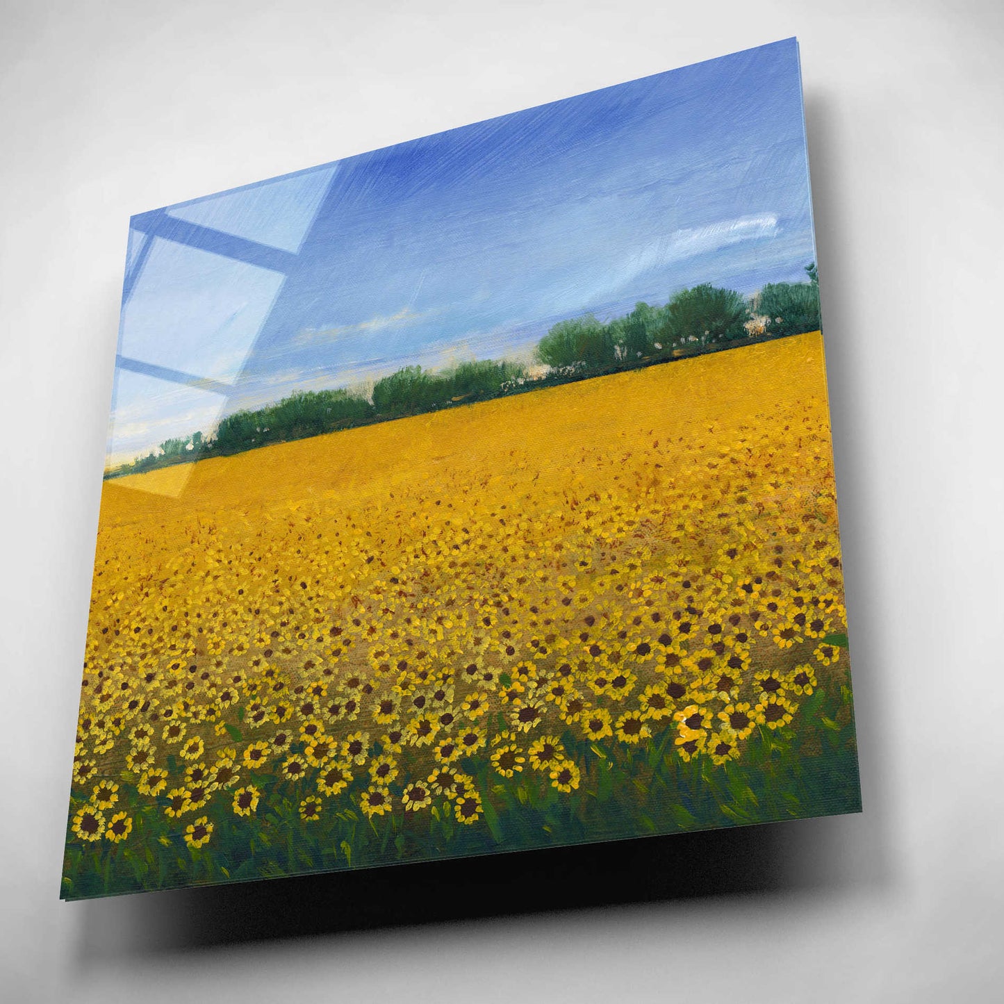 Epic Art 'Field of Sunflowers II' by Tim O'Toole, Acrylic Glass Wall Art,12x12