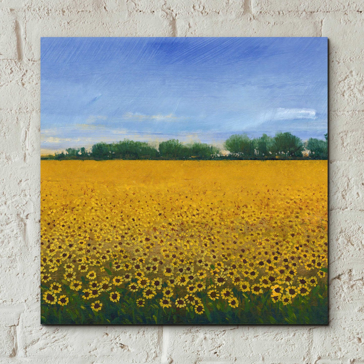 Epic Art 'Field of Sunflowers II' by Tim O'Toole, Acrylic Glass Wall Art,12x12