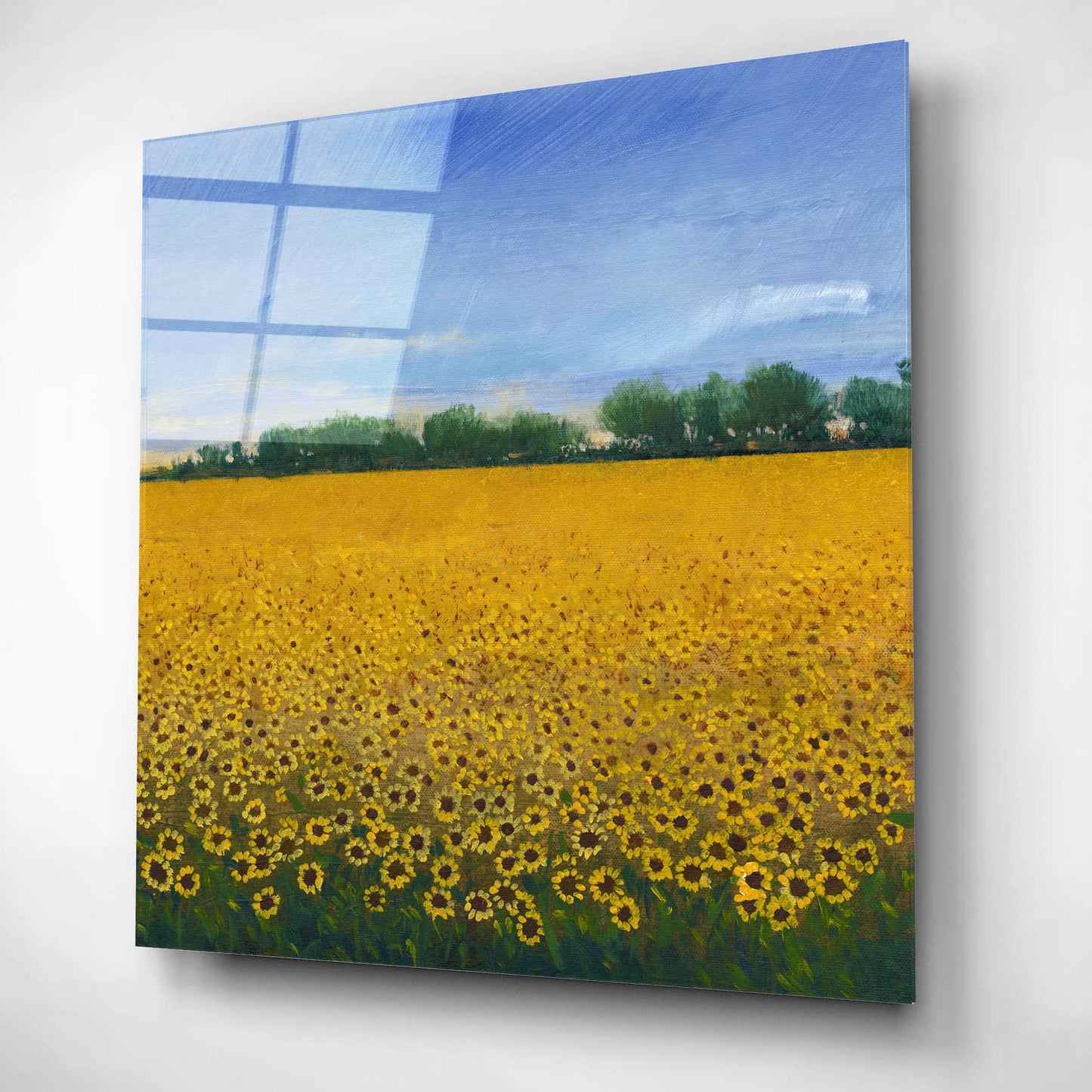 Epic Art 'Field of Sunflowers II' by Tim O'Toole, Acrylic Glass Wall Art,12x12