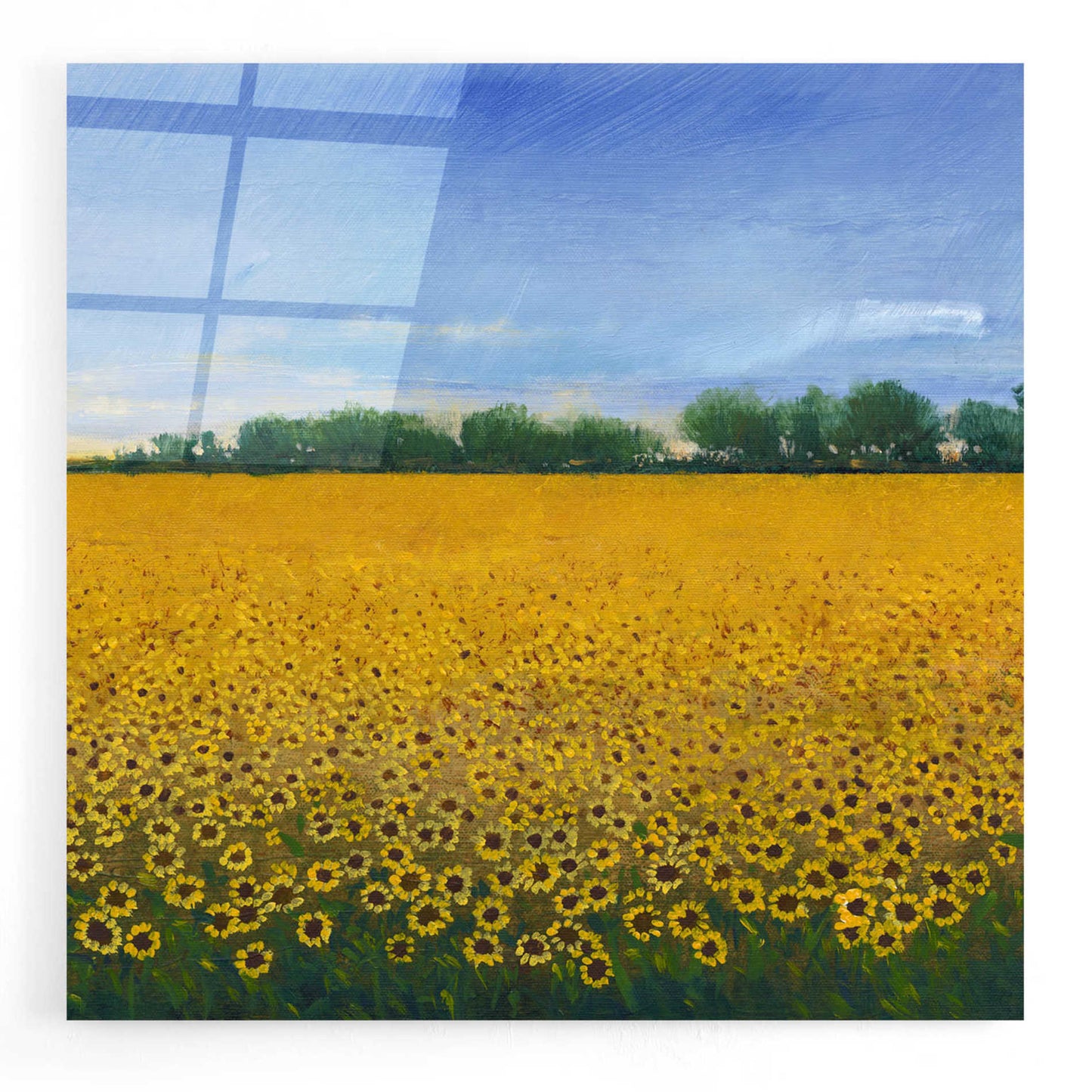 Epic Art 'Field of Sunflowers II' by Tim O'Toole, Acrylic Glass Wall Art,24x24