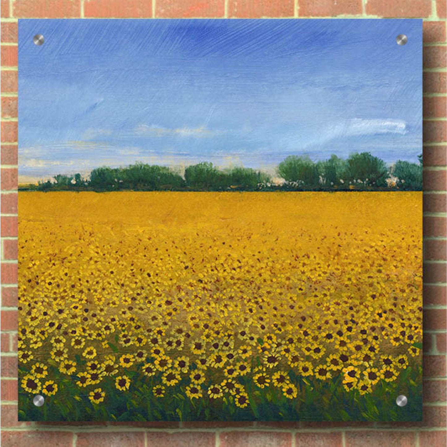 Epic Art 'Field of Sunflowers II' by Tim O'Toole, Acrylic Glass Wall Art,36x36