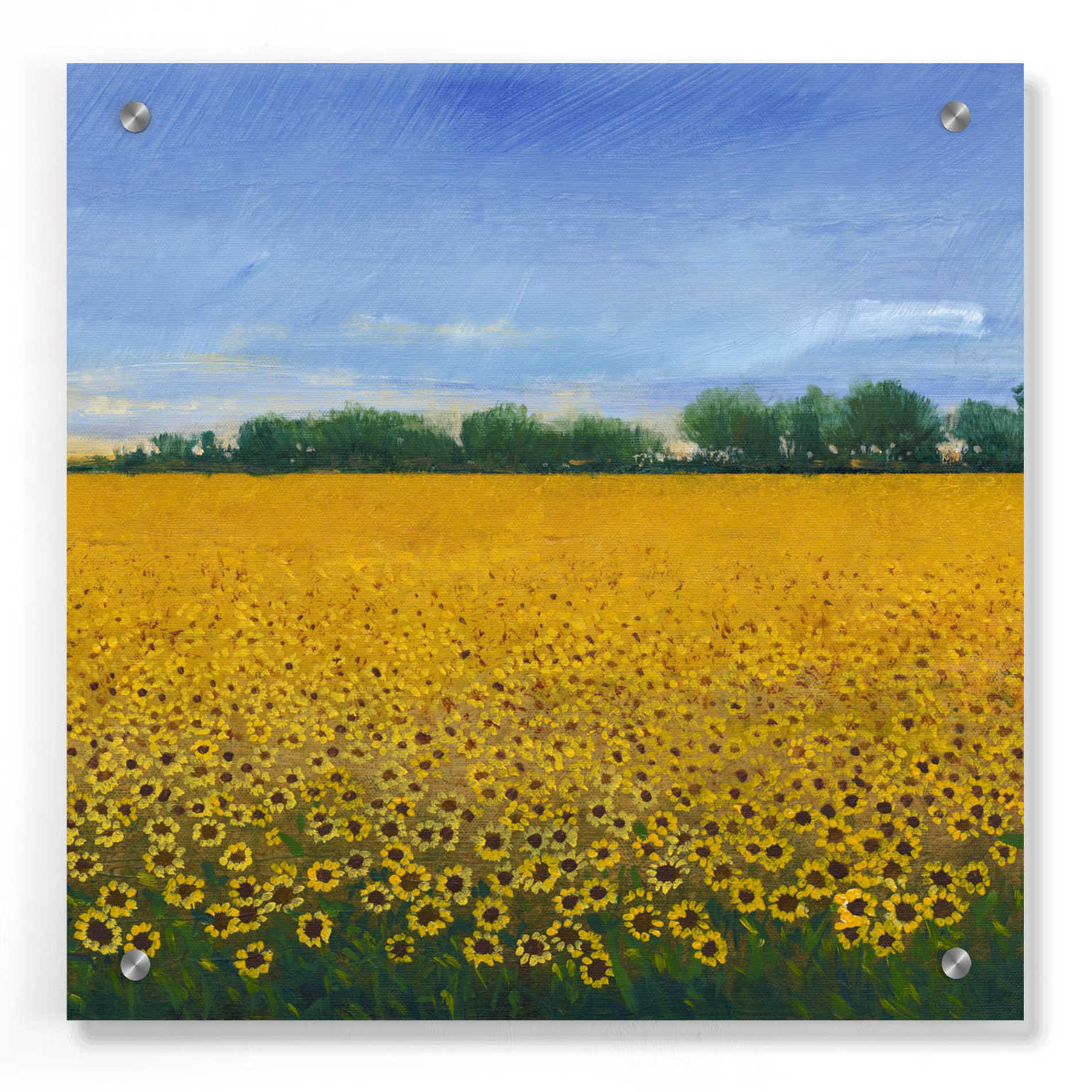 Epic Art 'Field of Sunflowers II' by Tim O'Toole, Acrylic Glass Wall Art,36x36