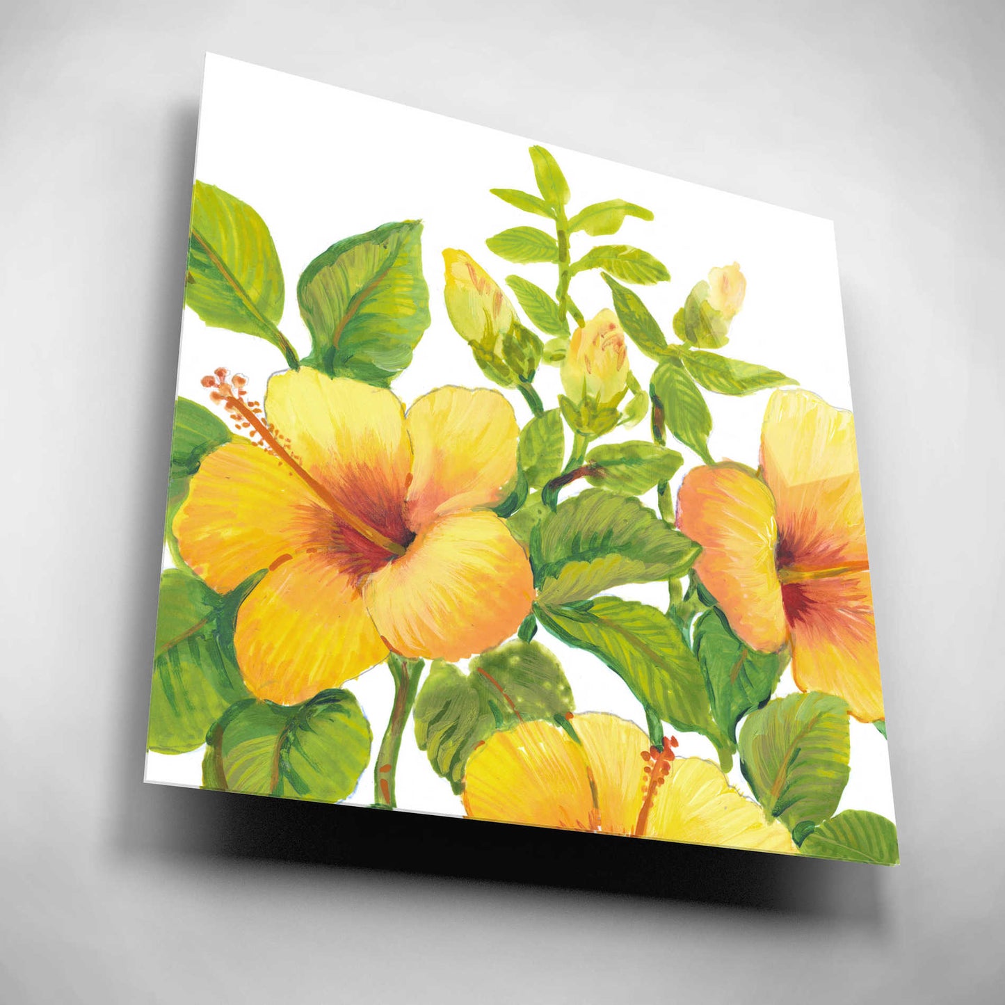 Epic Art 'Watercolor Hibiscus I' by Tim O'Toole, Acrylic Glass Wall Art,12x12