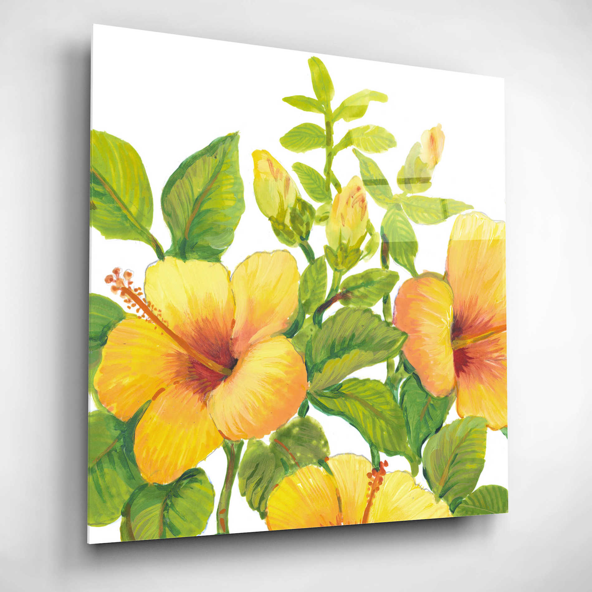 Epic Art 'Watercolor Hibiscus I' by Tim O'Toole, Acrylic Glass Wall Art,12x12