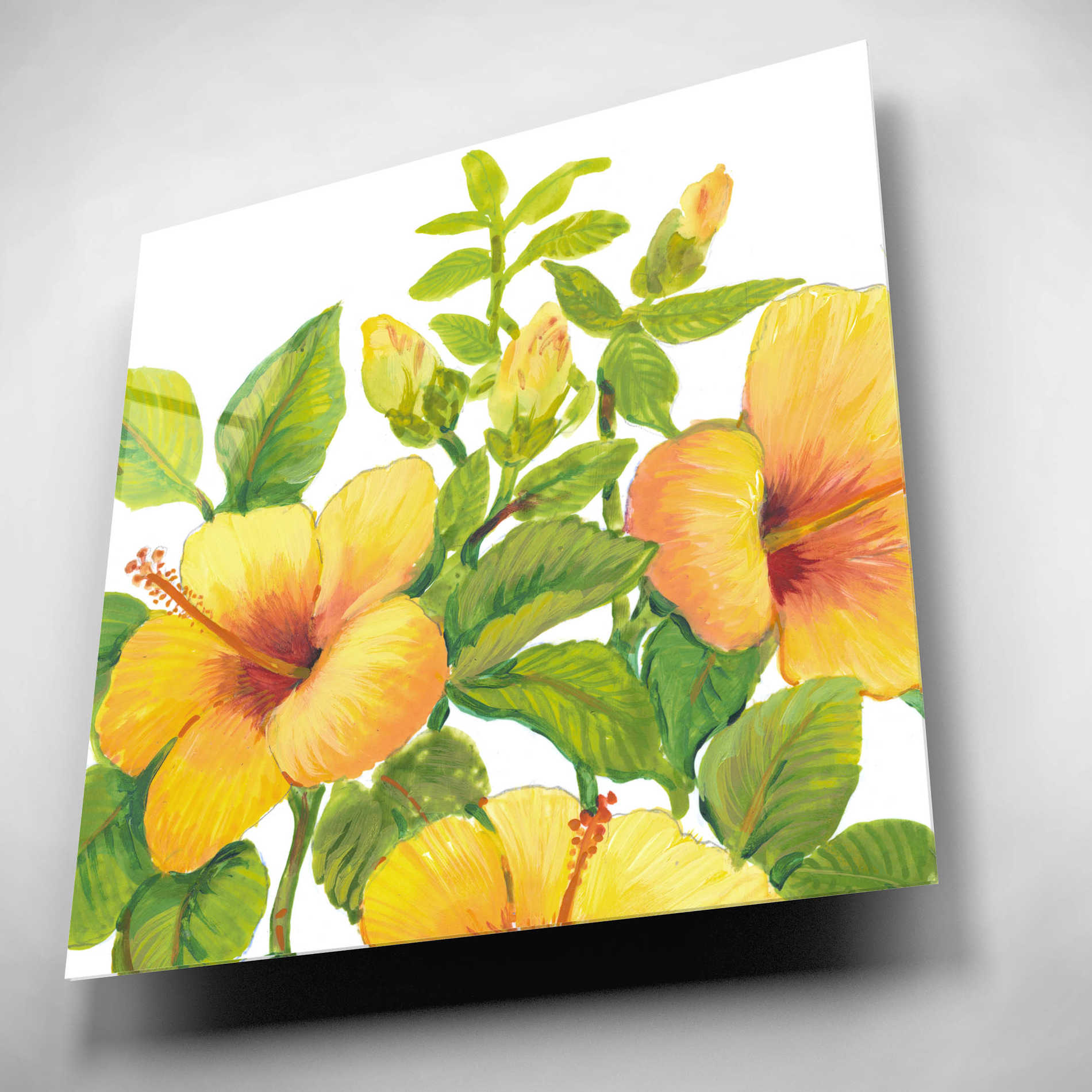 Epic Art 'Watercolor Hibiscus I' by Tim O'Toole, Acrylic Glass Wall Art,12x12