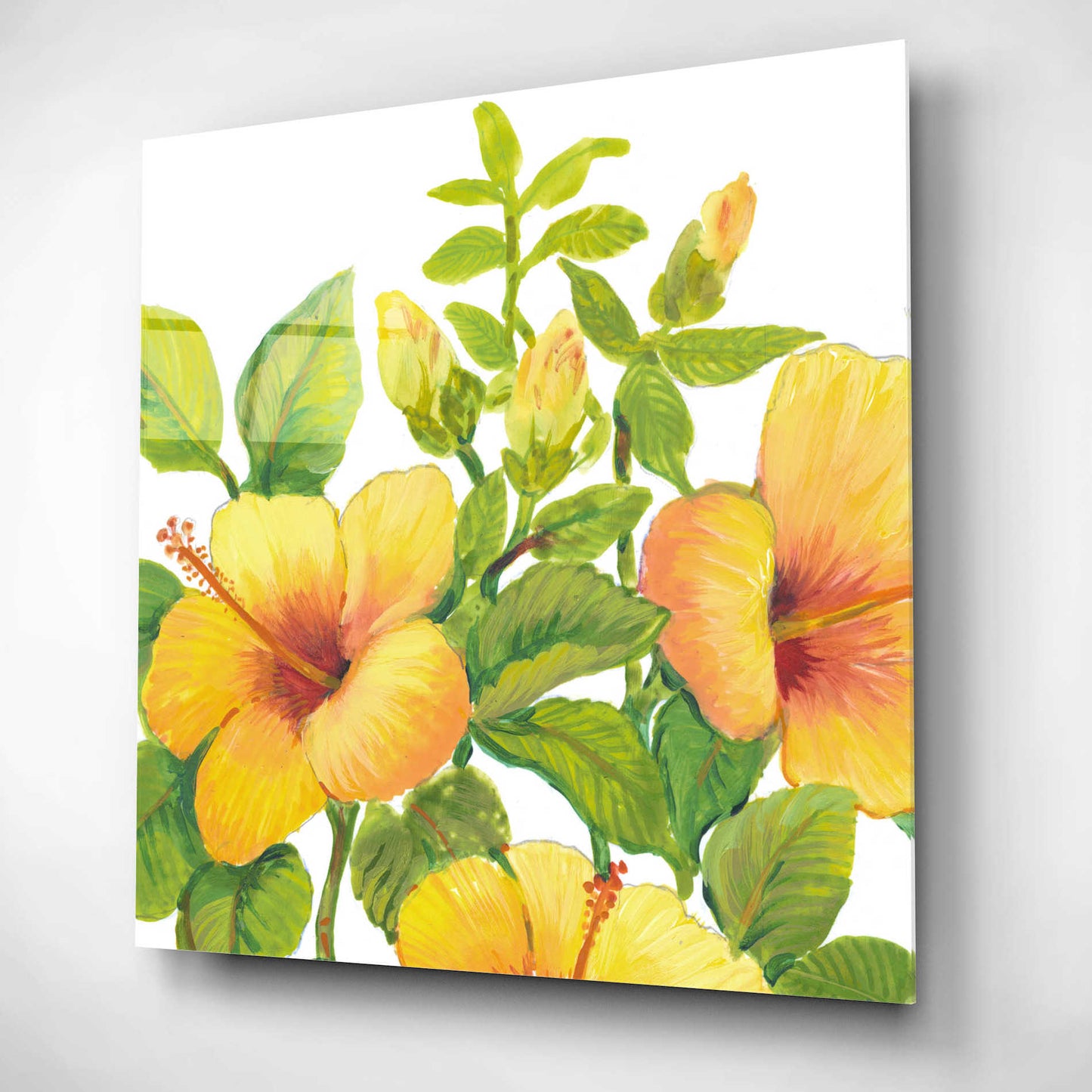 Epic Art 'Watercolor Hibiscus I' by Tim O'Toole, Acrylic Glass Wall Art,12x12