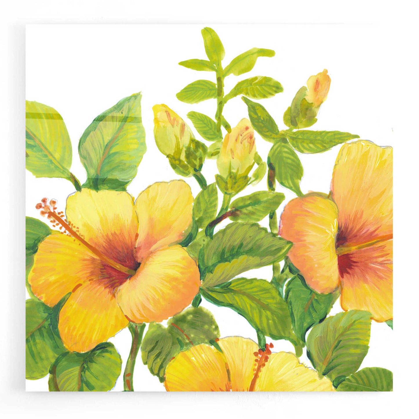 Epic Art 'Watercolor Hibiscus I' by Tim O'Toole, Acrylic Glass Wall Art,24x24