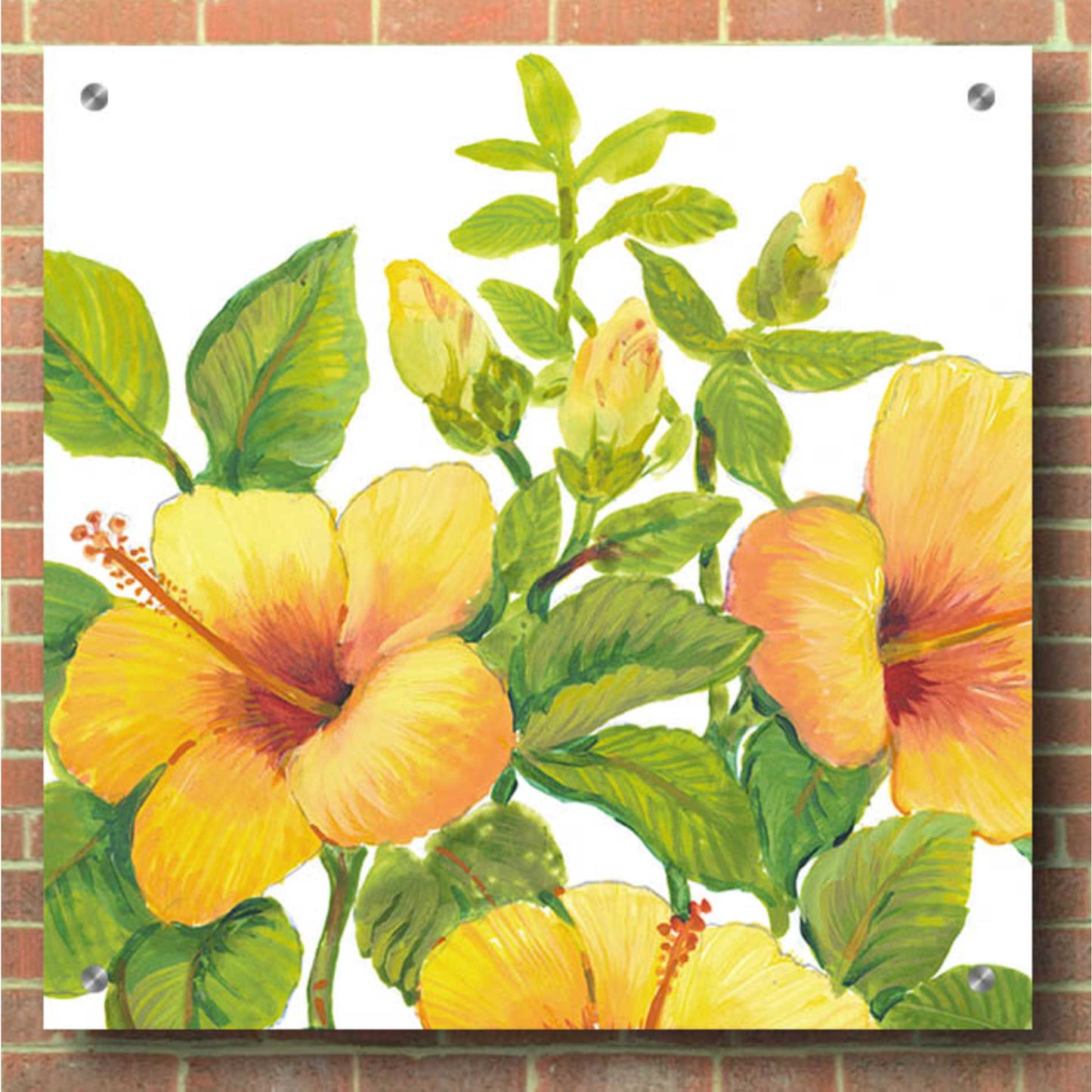 Epic Art 'Watercolor Hibiscus I' by Tim O'Toole, Acrylic Glass Wall Art,36x36