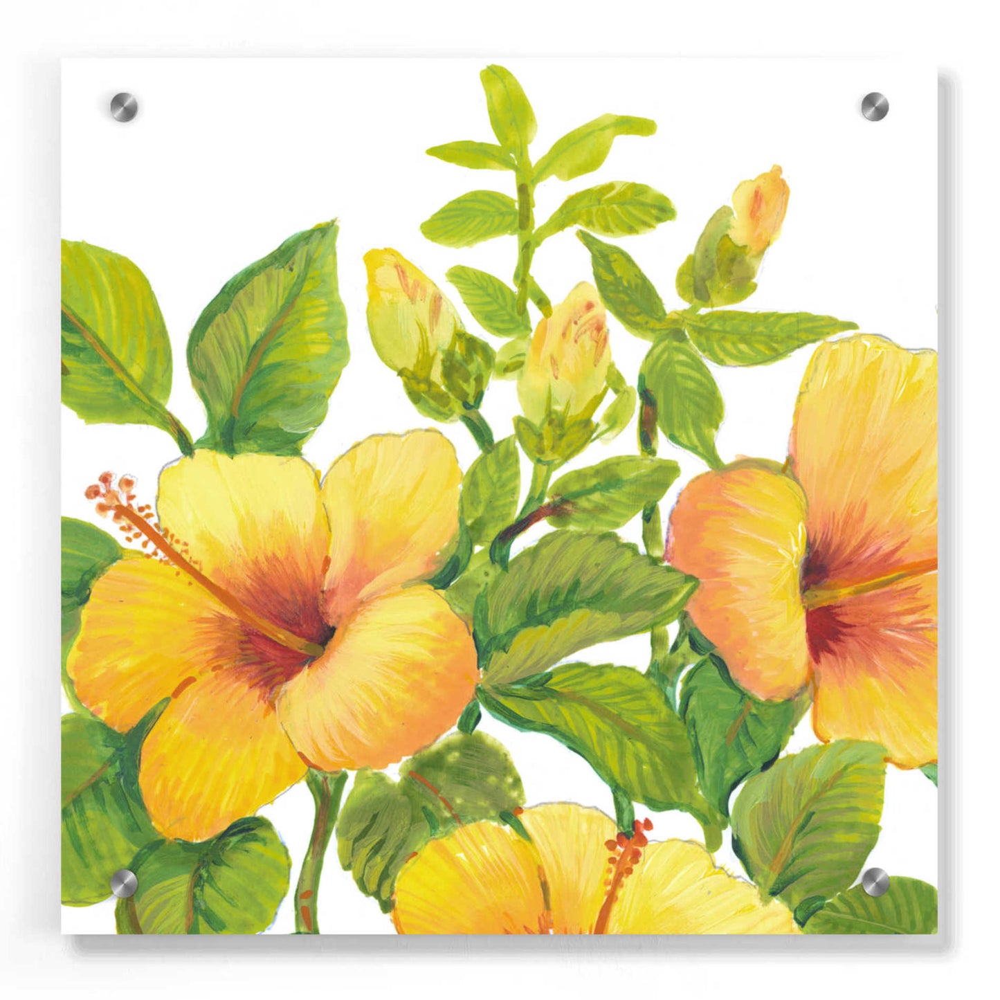 Epic Art 'Watercolor Hibiscus I' by Tim O'Toole, Acrylic Glass Wall Art,36x36