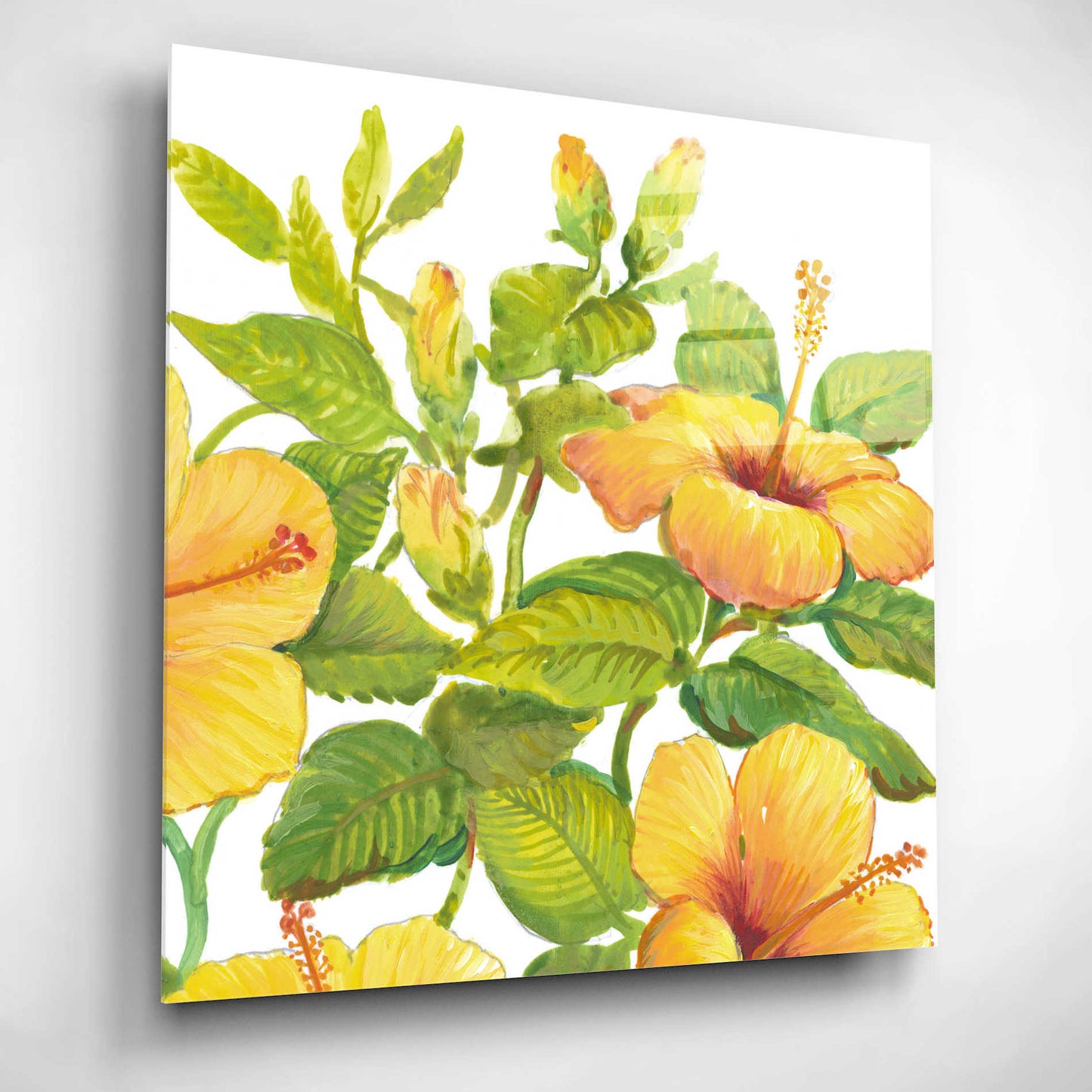 Epic Art 'Watercolor Hibiscus II' by Tim O'Toole, Acrylic Glass Wall Art,12x12