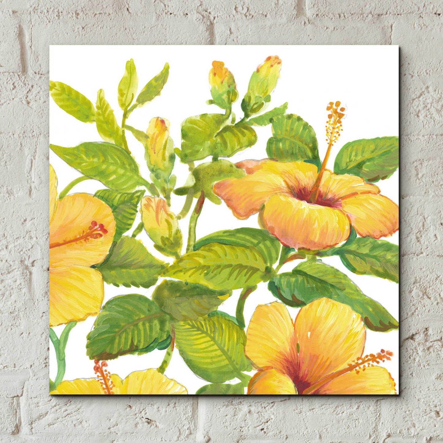 Epic Art 'Watercolor Hibiscus II' by Tim O'Toole, Acrylic Glass Wall Art,12x12