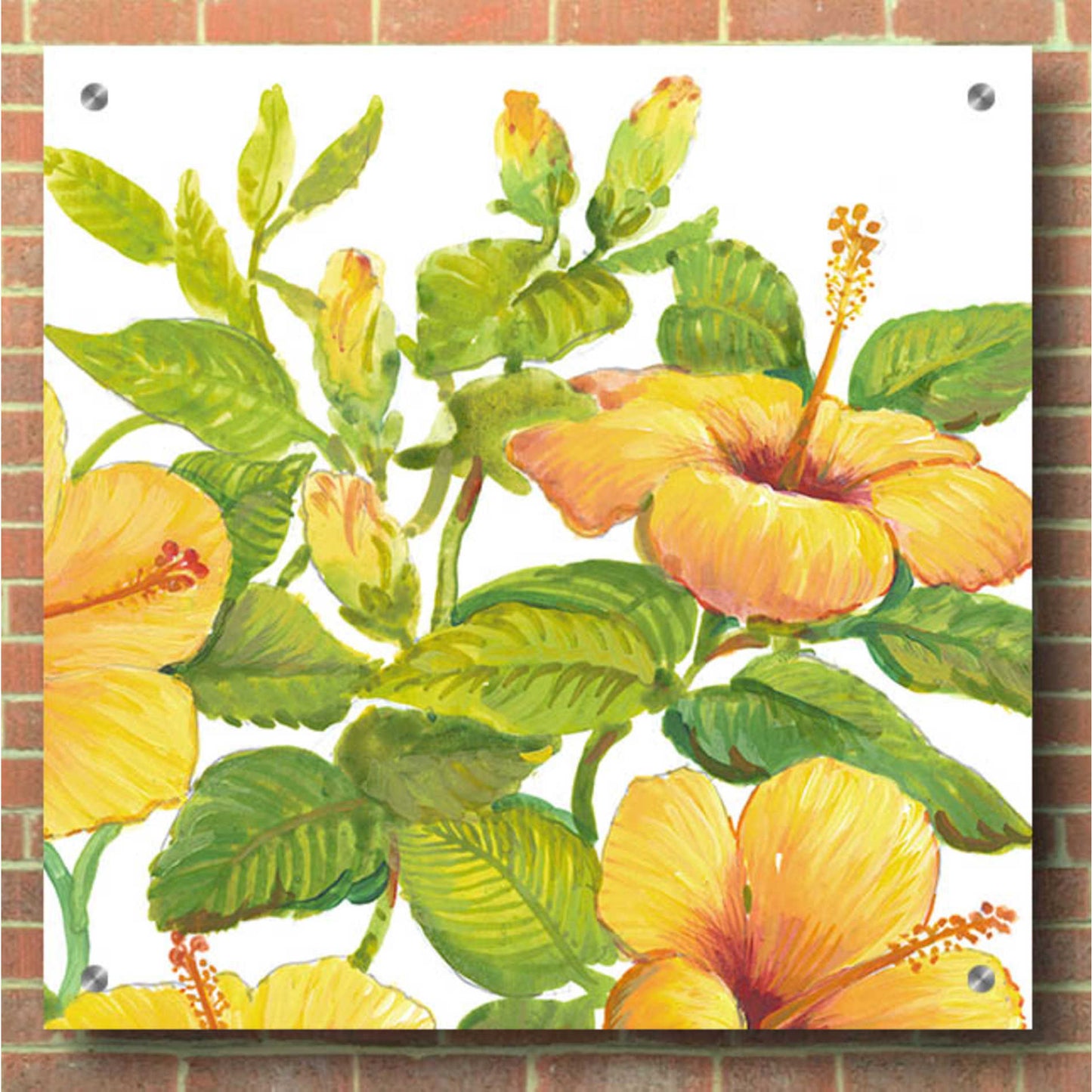 Epic Art 'Watercolor Hibiscus II' by Tim O'Toole, Acrylic Glass Wall Art,36x36