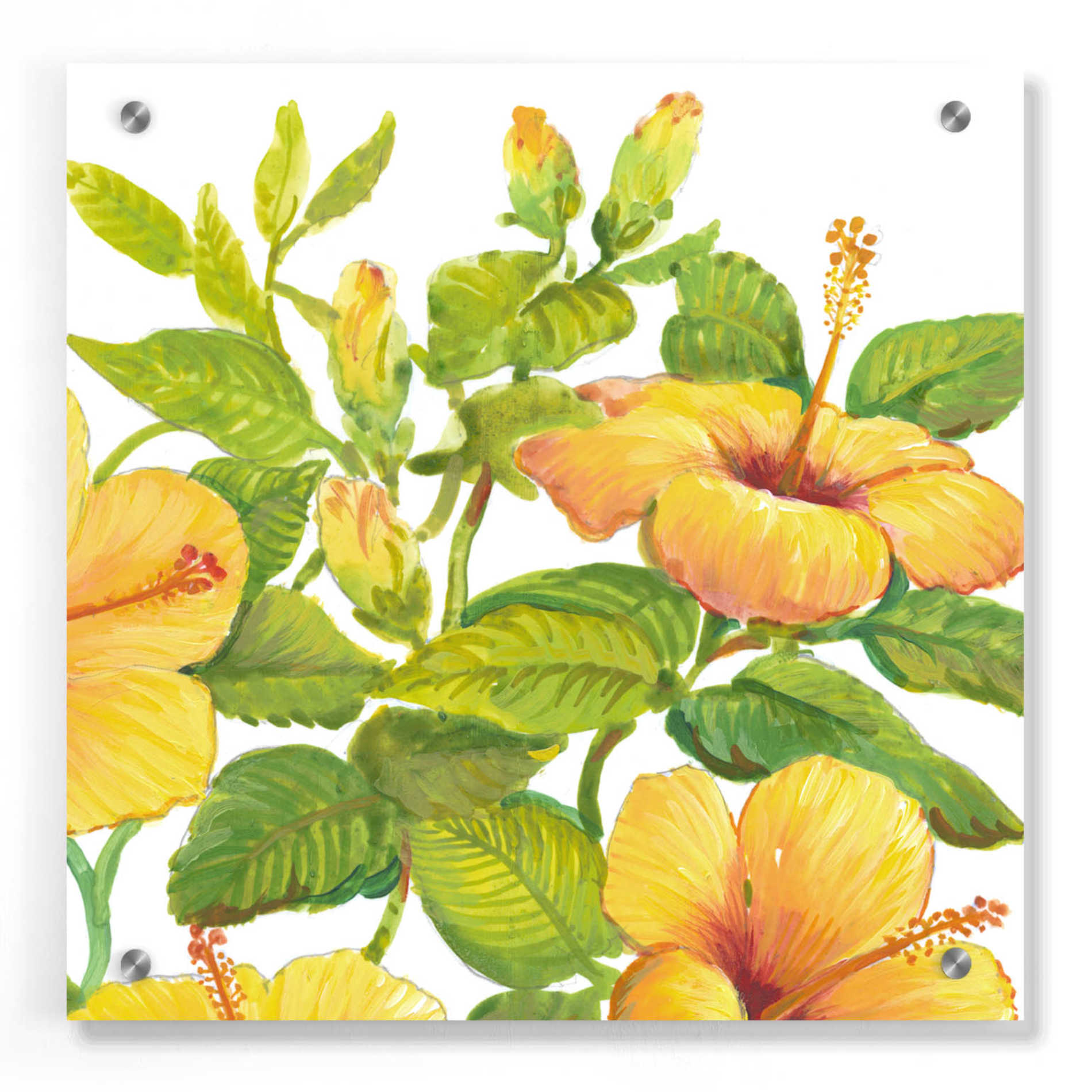 Epic Art 'Watercolor Hibiscus II' by Tim O'Toole, Acrylic Glass Wall Art,36x36