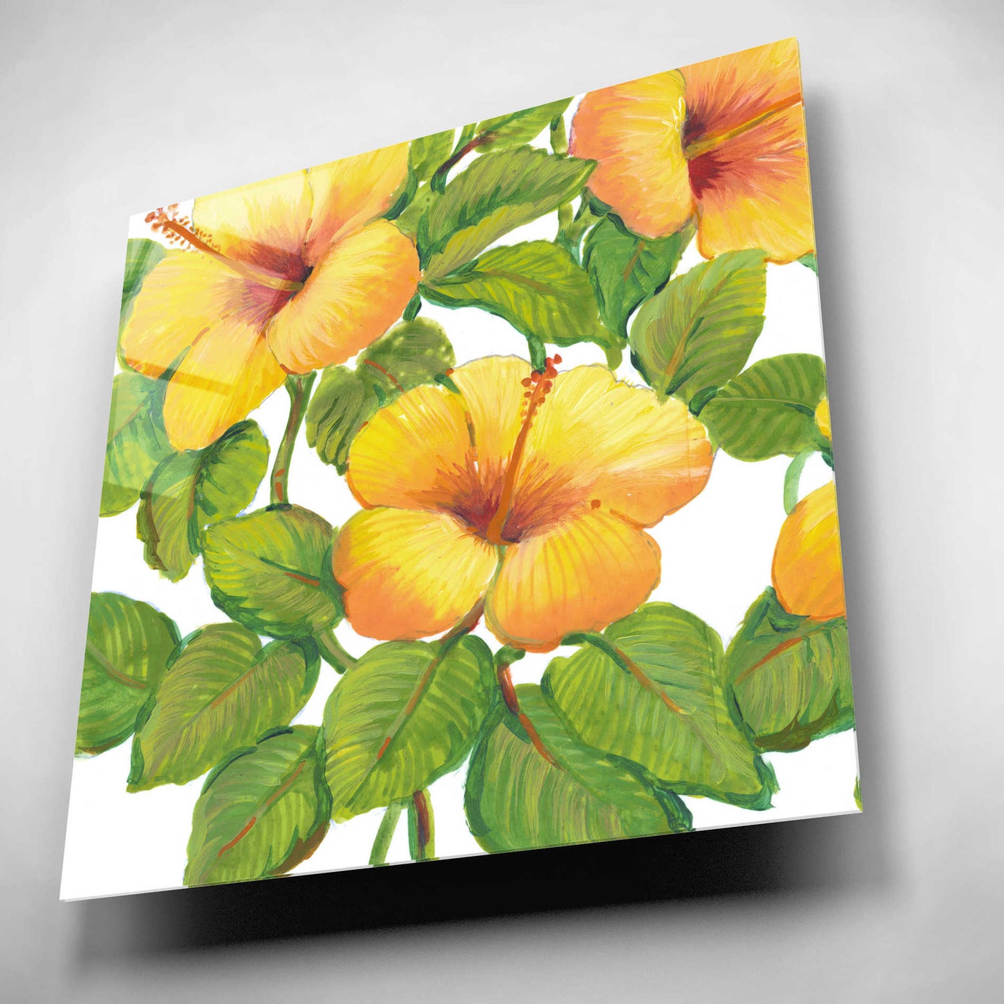 Epic Art 'Watercolor Hibiscus III' by Tim O'Toole, Acrylic Glass Wall Art,12x12