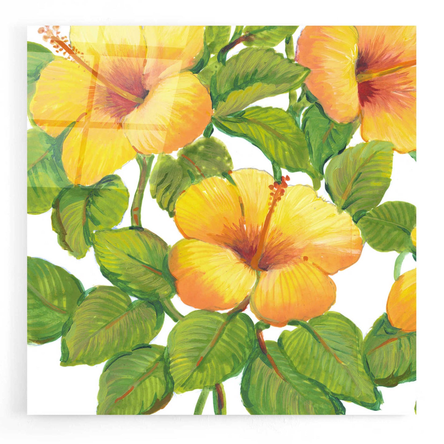 Epic Art 'Watercolor Hibiscus III' by Tim O'Toole, Acrylic Glass Wall Art,24x24