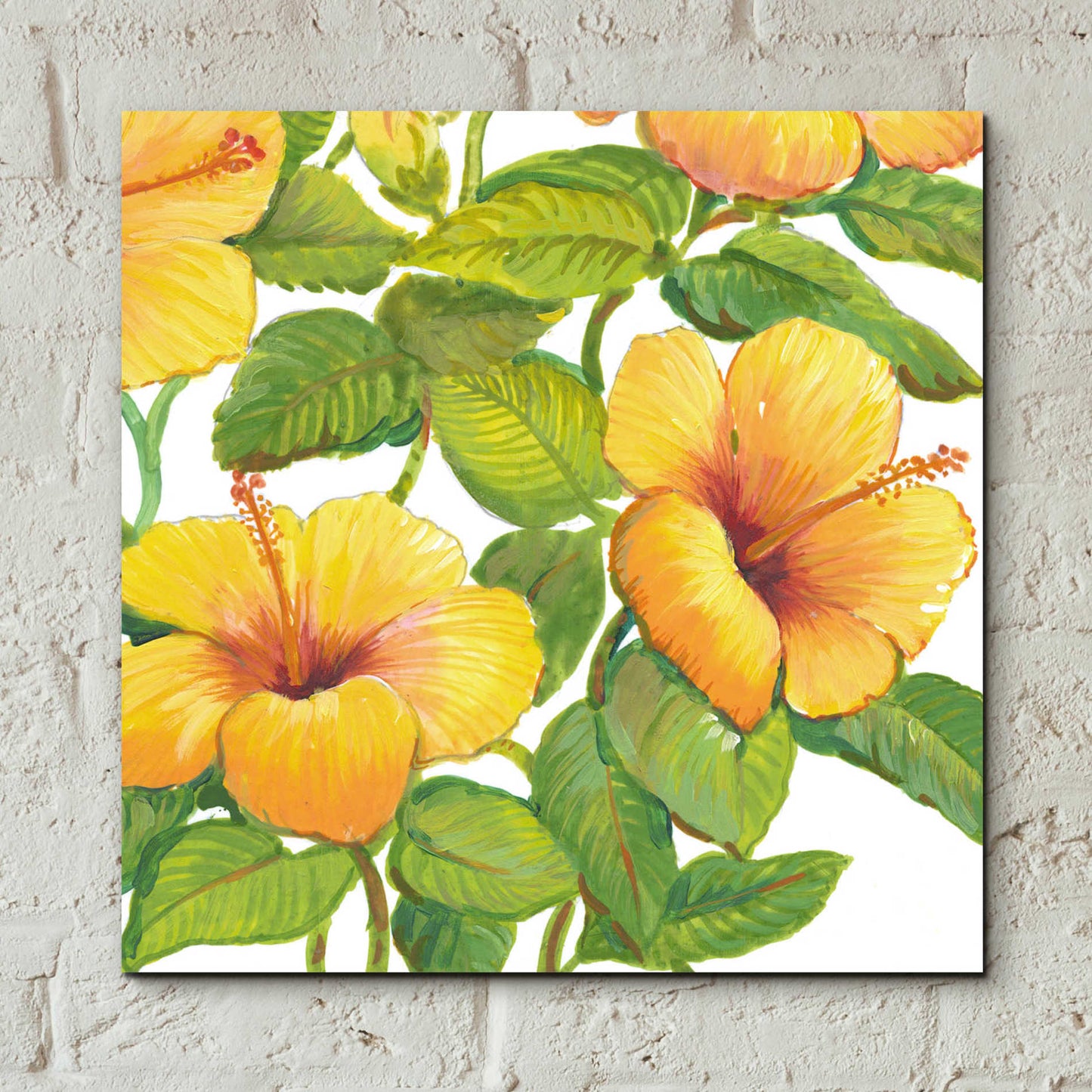 Epic Art 'Watercolor Hibiscus IV' by Tim O'Toole, Acrylic Glass Wall Art,12x12