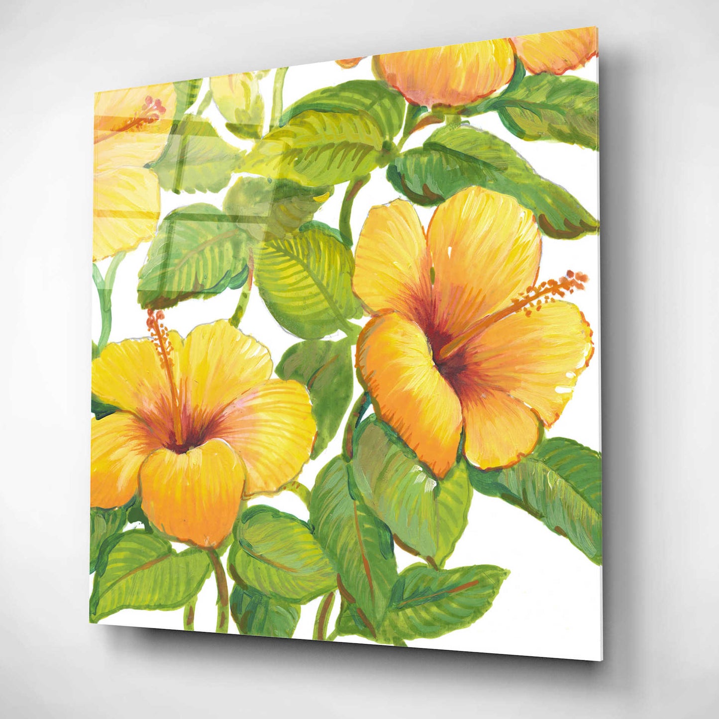 Epic Art 'Watercolor Hibiscus IV' by Tim O'Toole, Acrylic Glass Wall Art,12x12