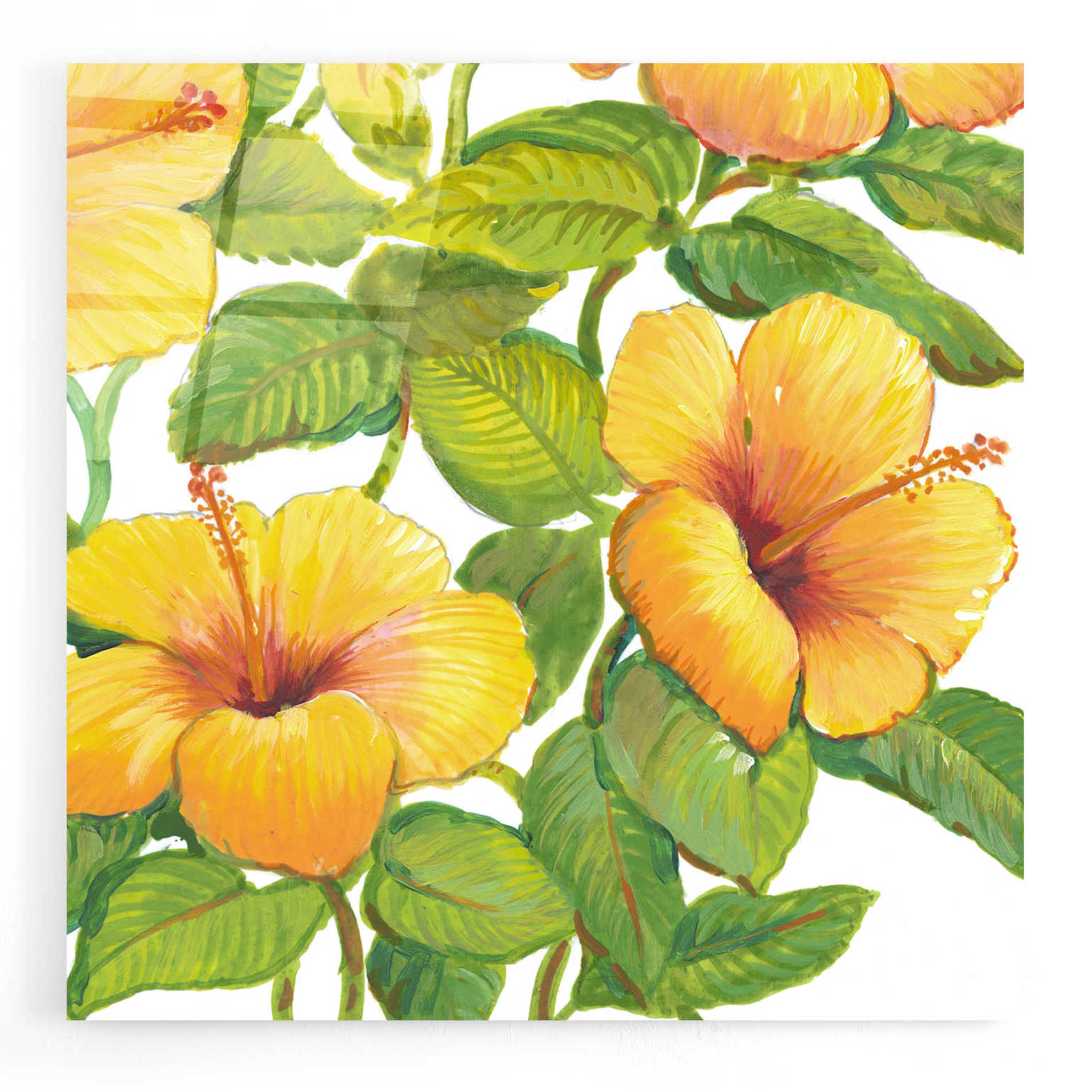 Epic Art 'Watercolor Hibiscus IV' by Tim O'Toole, Acrylic Glass Wall Art,24x24