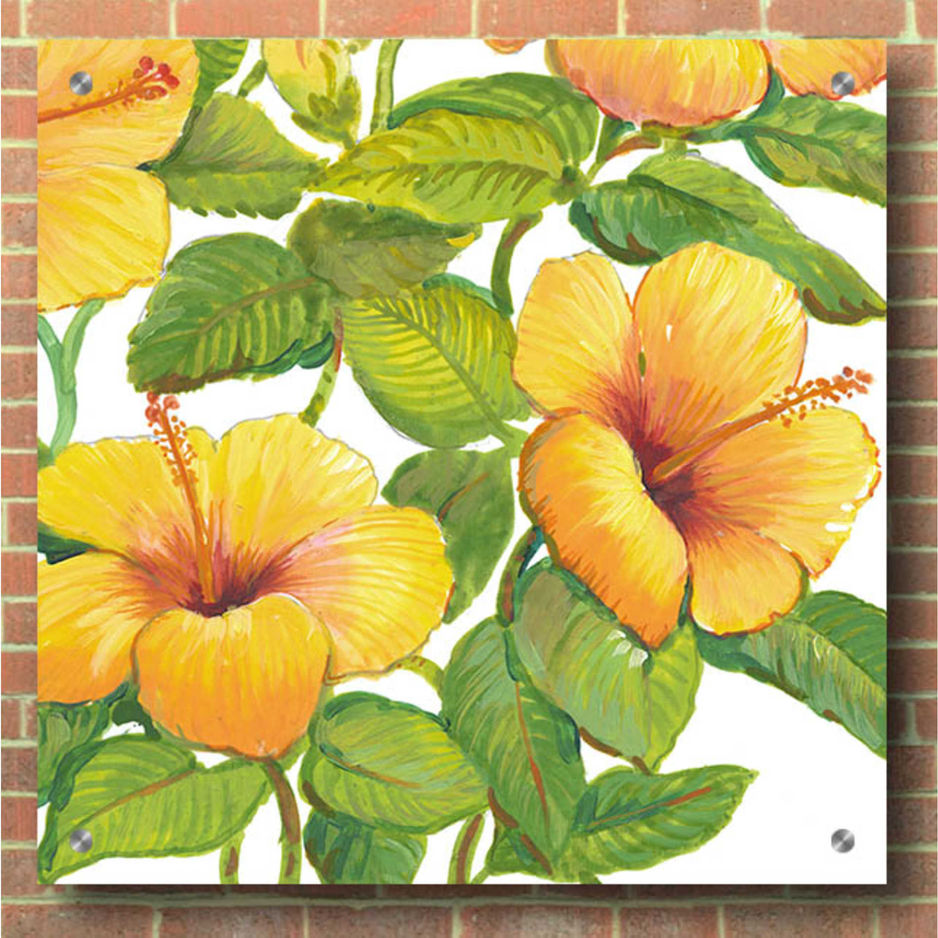 Epic Art 'Watercolor Hibiscus IV' by Tim O'Toole, Acrylic Glass Wall Art,36x36