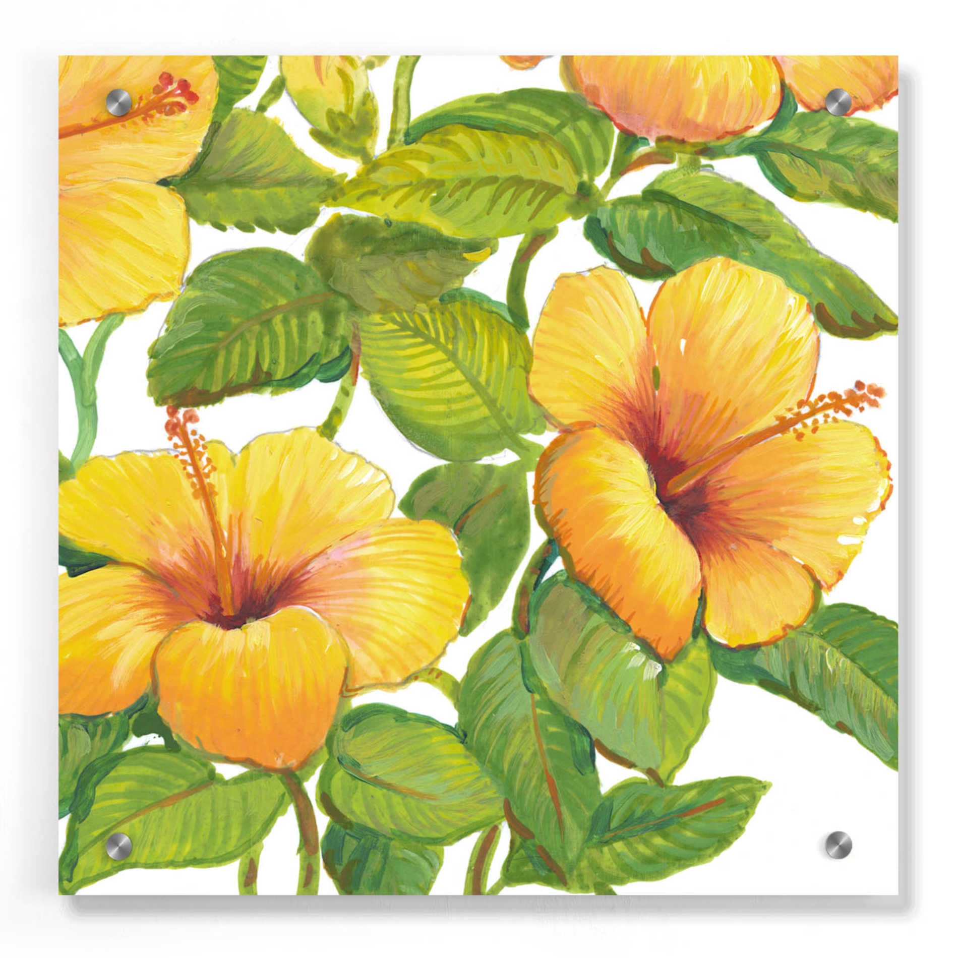 Epic Art 'Watercolor Hibiscus IV' by Tim O'Toole, Acrylic Glass Wall Art,36x36