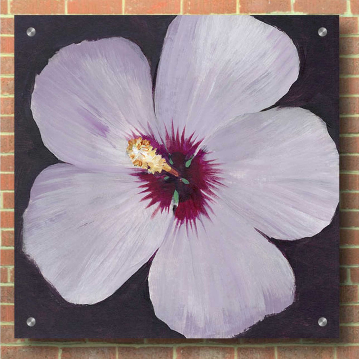 Epic Art 'Hibiscus Portrait I' by Tim O'Toole, Acrylic Glass Wall Art,36x36