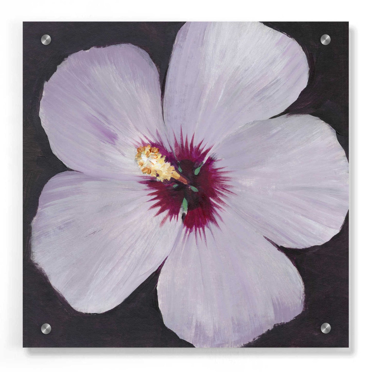 Epic Art 'Hibiscus Portrait I' by Tim O'Toole, Acrylic Glass Wall Art,36x36