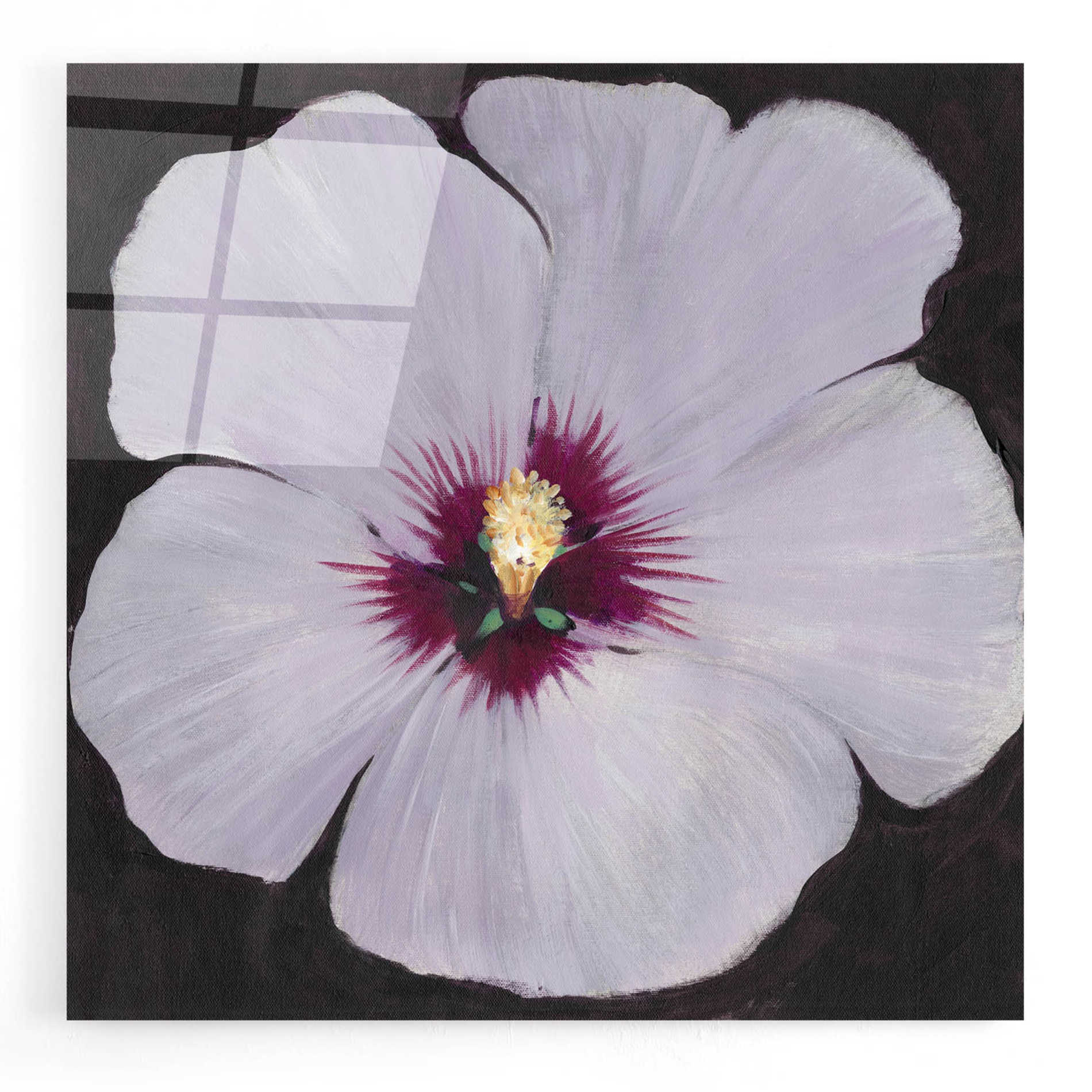 Epic Art 'Hibiscus Portrait II' by Tim O'Toole, Acrylic Glass Wall Art,24x24