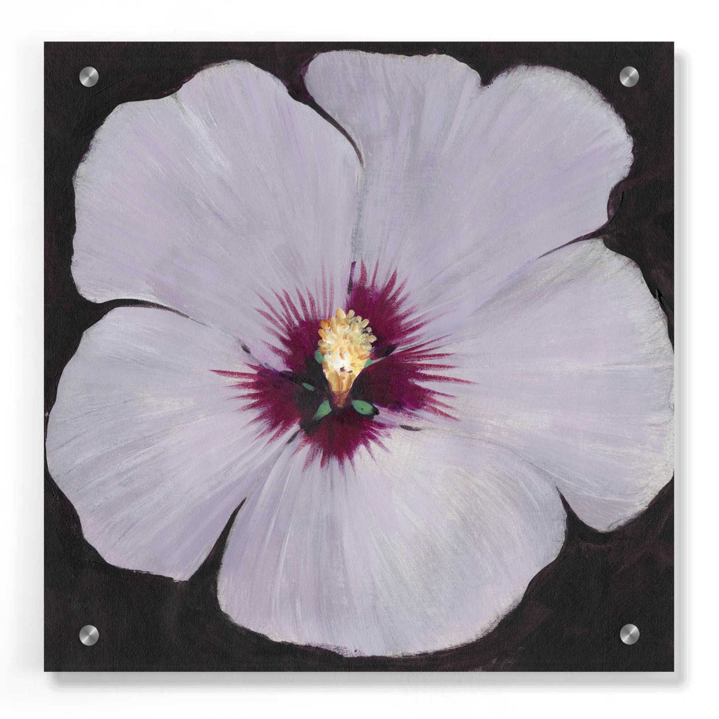 Epic Art 'Hibiscus Portrait II' by Tim O'Toole, Acrylic Glass Wall Art,36x36